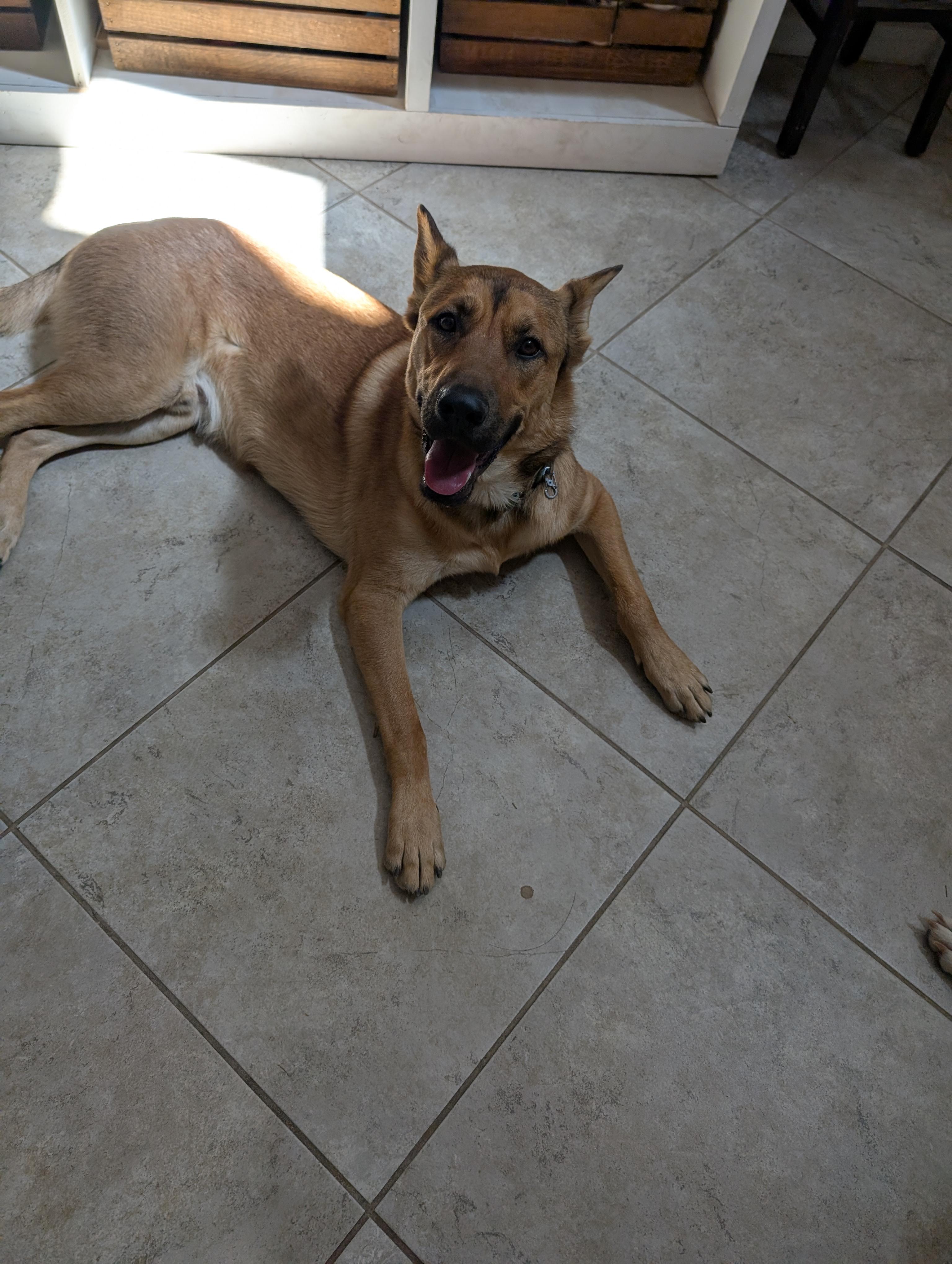 Enlarge Copper, a ADOPTABLE mixed breed in Yarnell, AZ image 4/4