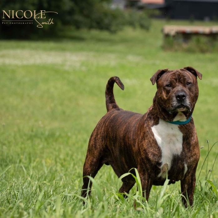 Rhyder, a Adoptable Pit Bull Terrier in Henderson, KY image 1/4