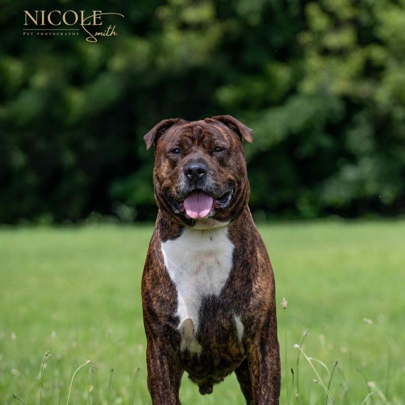 Rhyder, a Adoptable Pit Bull Terrier in Henderson, KY image 4/4