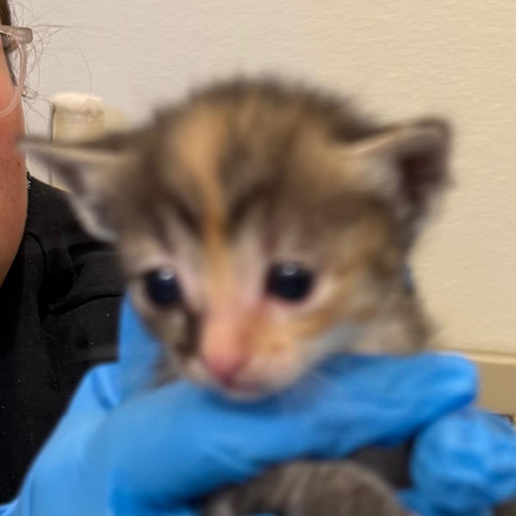 Bell, Adoptable, Kitten Female Domestic Short Hair.