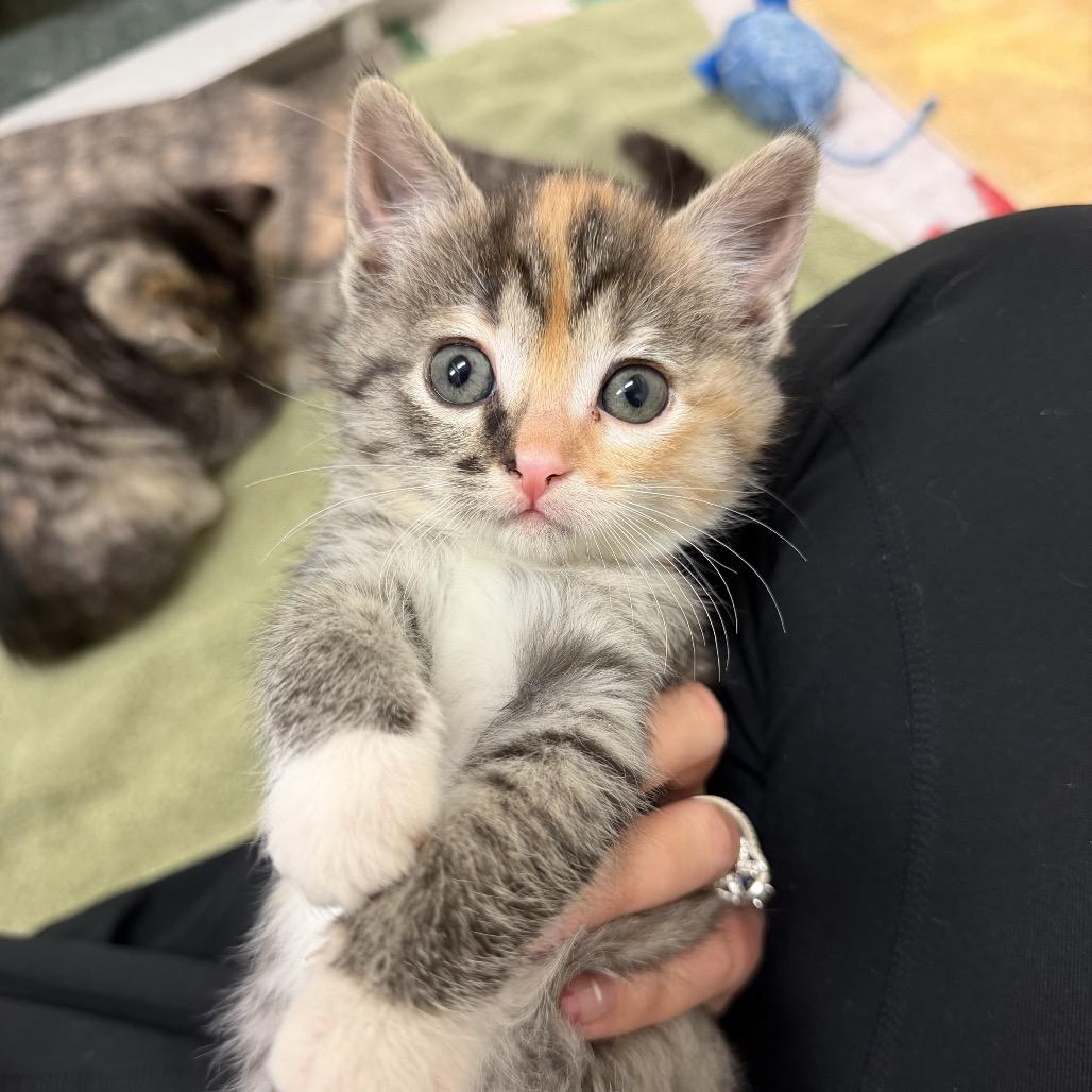 Enlarge Bell, a Adoptable Domestic Short Hair in International Falls, MN image 2/3