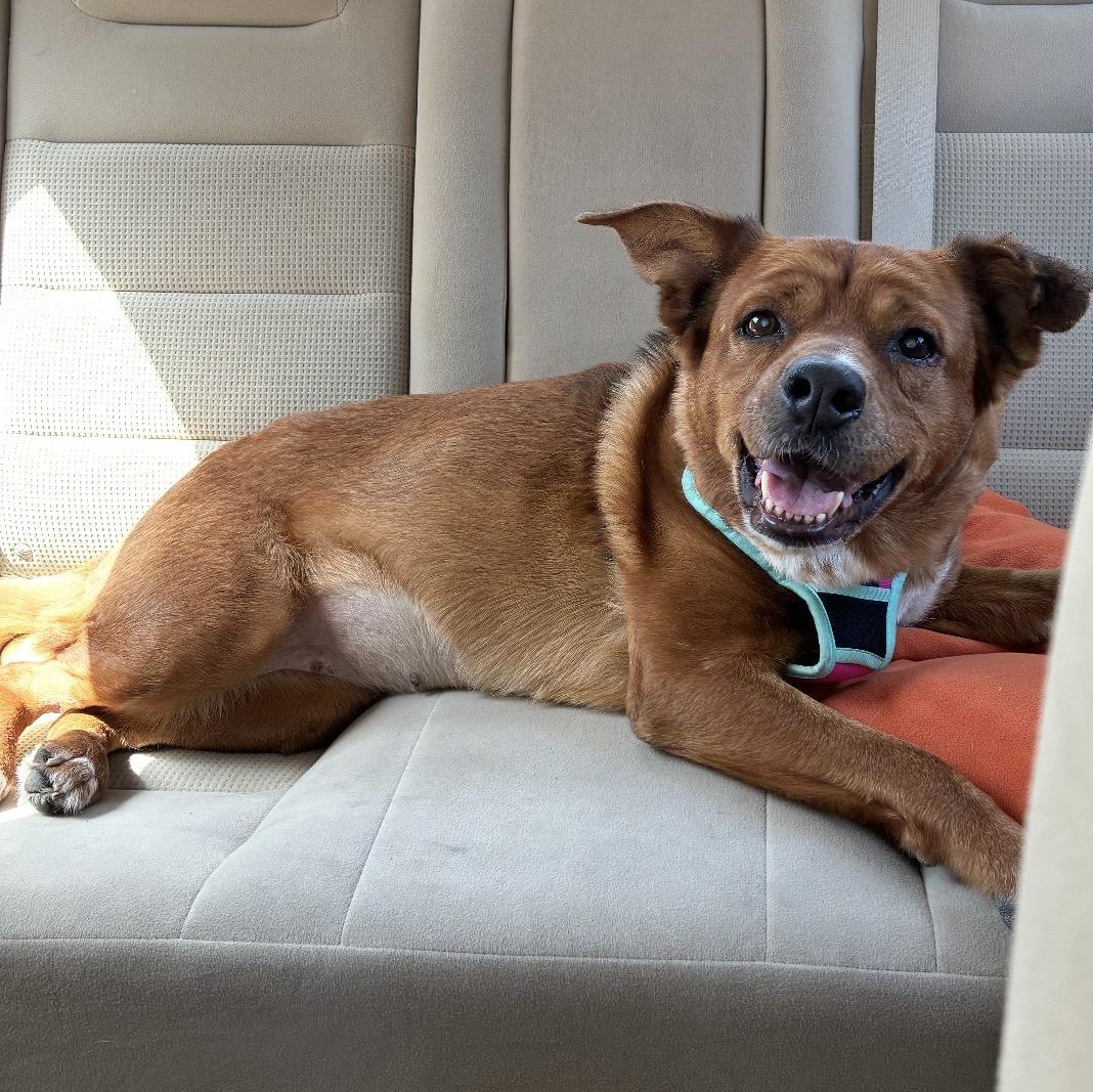Tally, ADOPTABLE, Adult Female Australian Cattle Dog / Blue Heeler.
