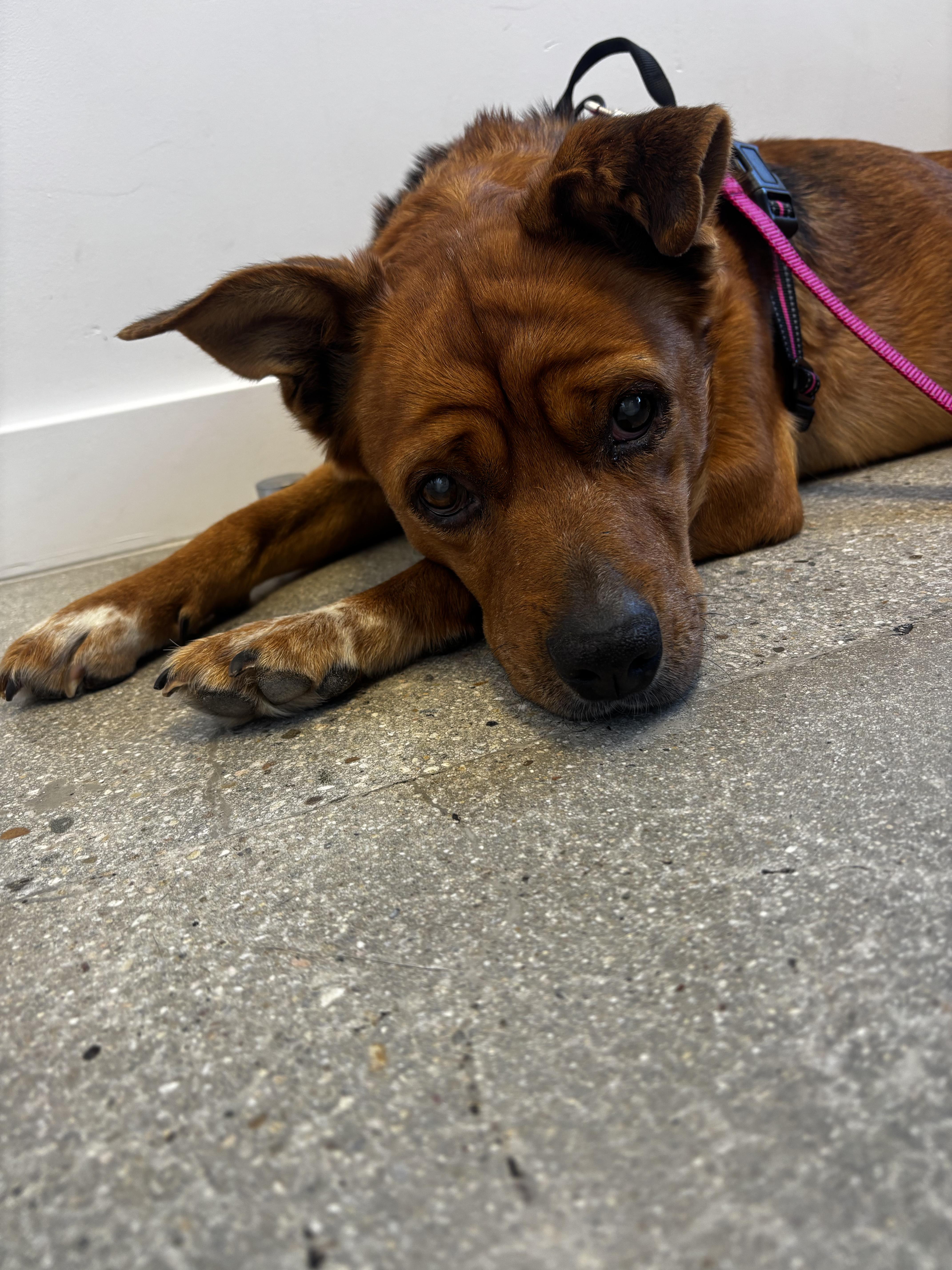 Enlarge Tally, a ADOPTABLE mixed breed in Los Angeles, CA image 3/4
