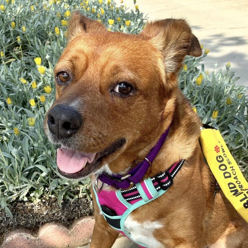 Enlarge Tally, a ADOPTABLE mixed breed in Los Angeles, CA image 1/6