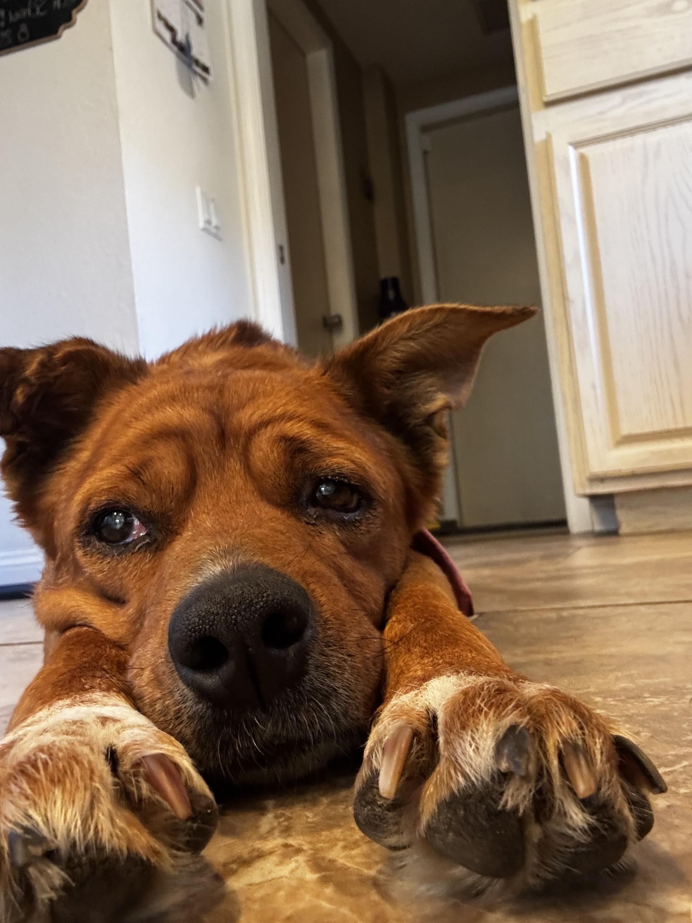 Tally, ADOPTABLE, Senior Female Australian Cattle Dog / Blue Heeler.