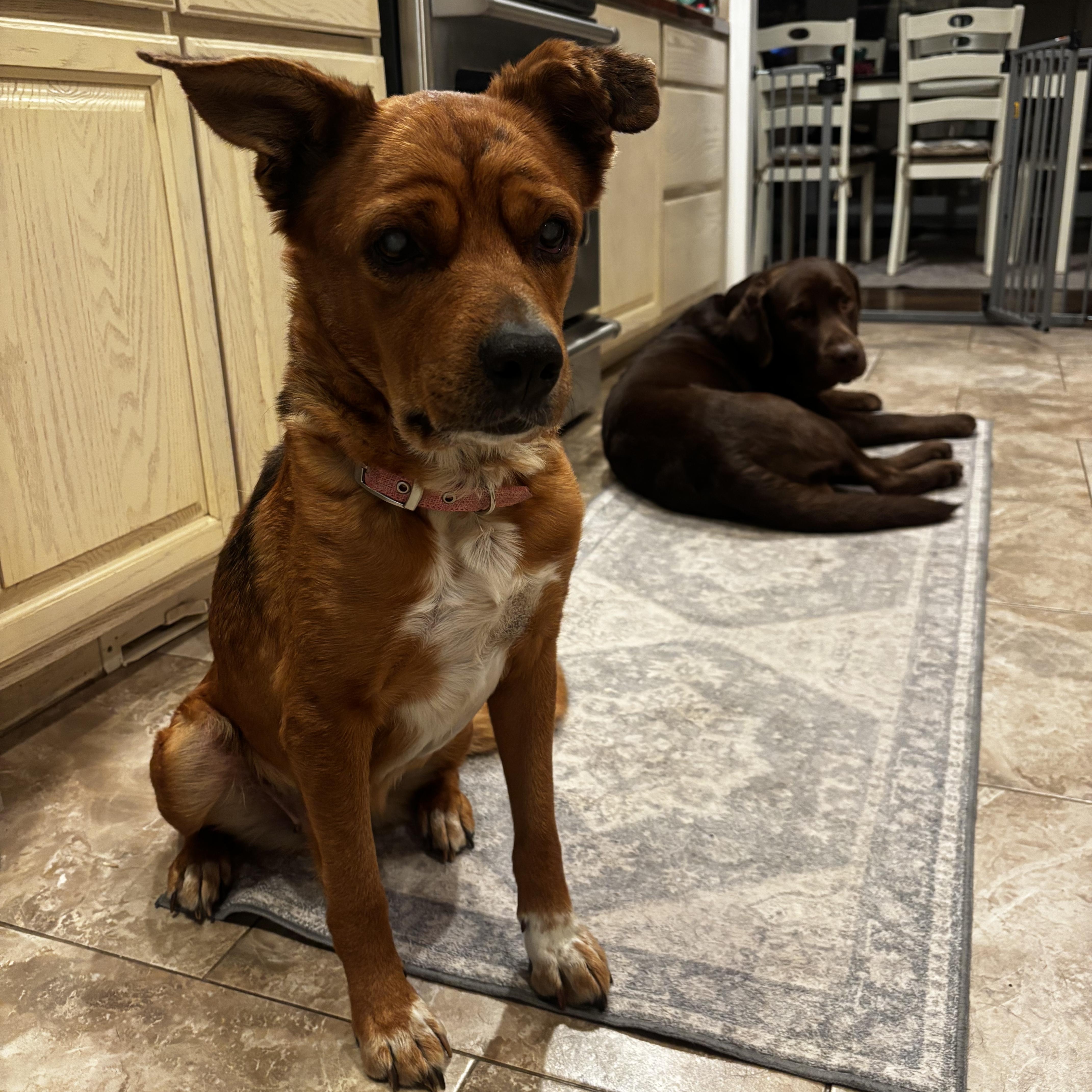 Enlarge Tally, a ADOPTABLE mixed breed in Los Angeles, CA image 4/4