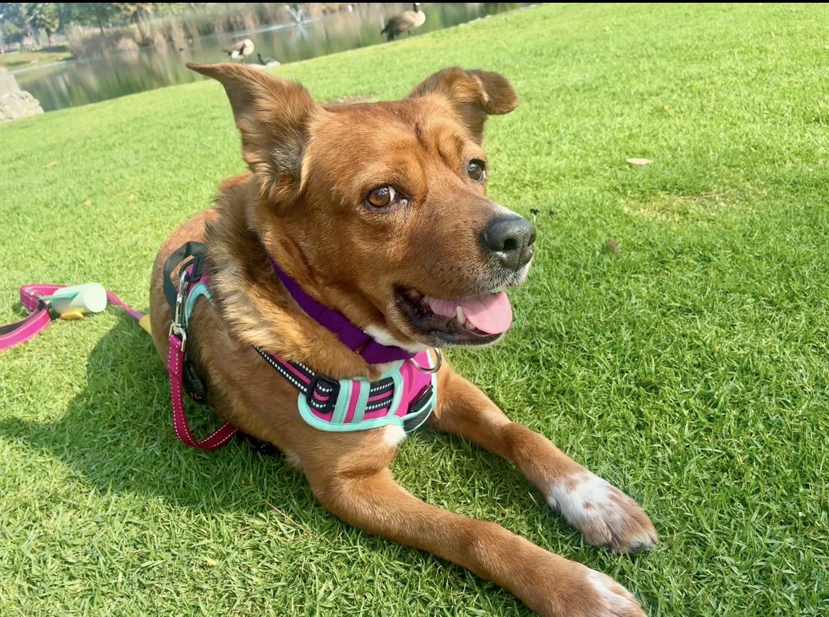 Enlarge Tally, a ADOPTABLE mixed breed in Los Angeles, CA image 6/6