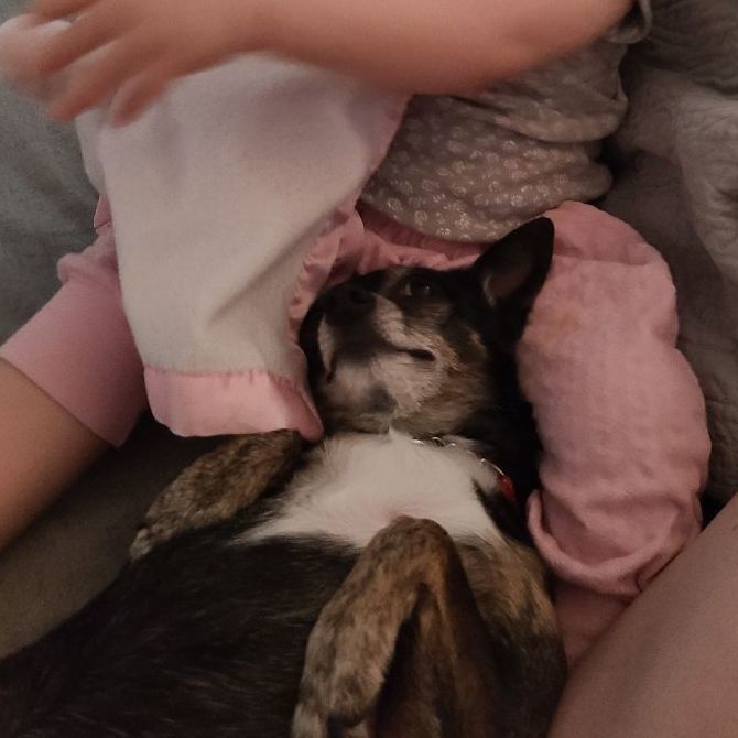 TinkerBell, a Adopted mixed breed in Chubbuck, ID image 1/12