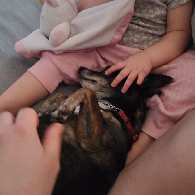 TinkerBell, a Adopted mixed breed in Chubbuck, ID image 2/12