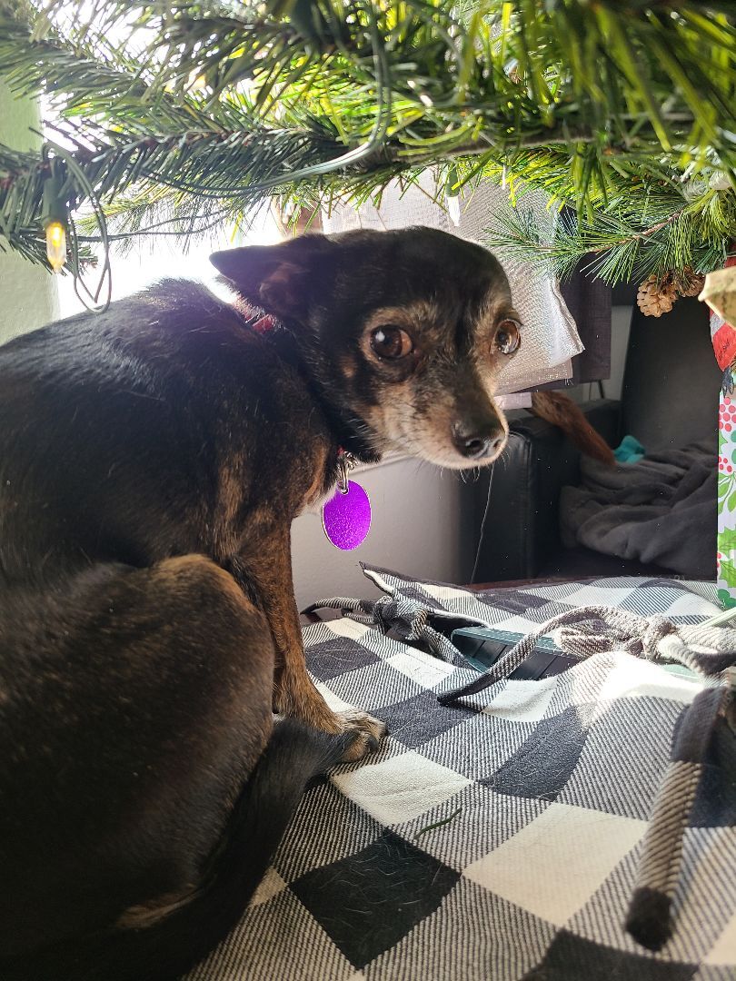 TinkerBell, a Adopted mixed breed in Chubbuck, ID image 4/12