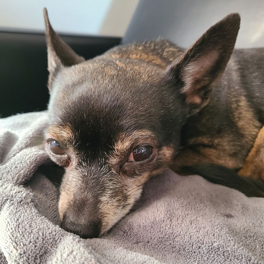 TinkerBell, a Adopted mixed breed in Chubbuck, ID image 5/12