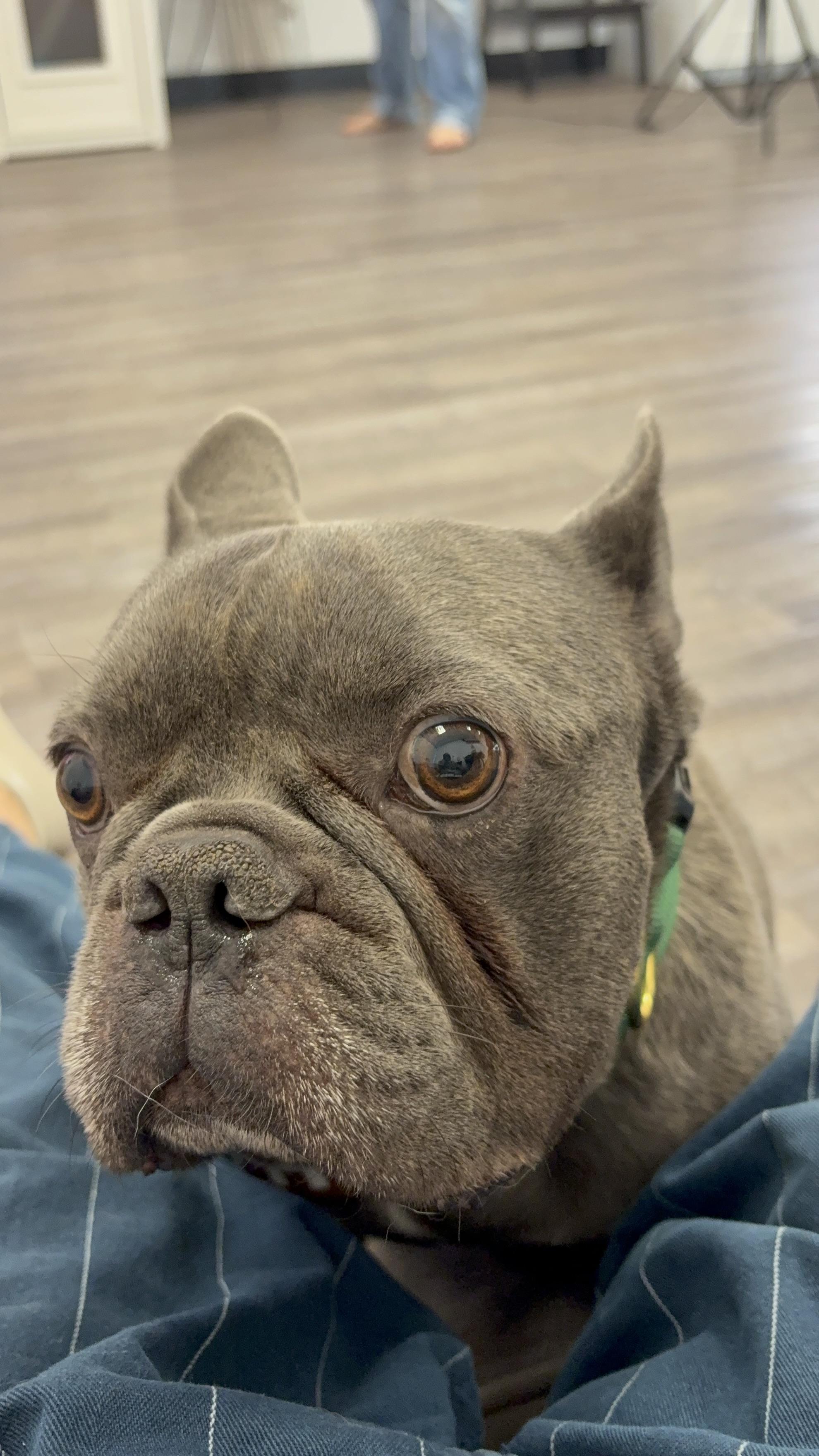 Enlarge Brownie, a Adoptable French Bulldog in Mesa, AZ image 1/6