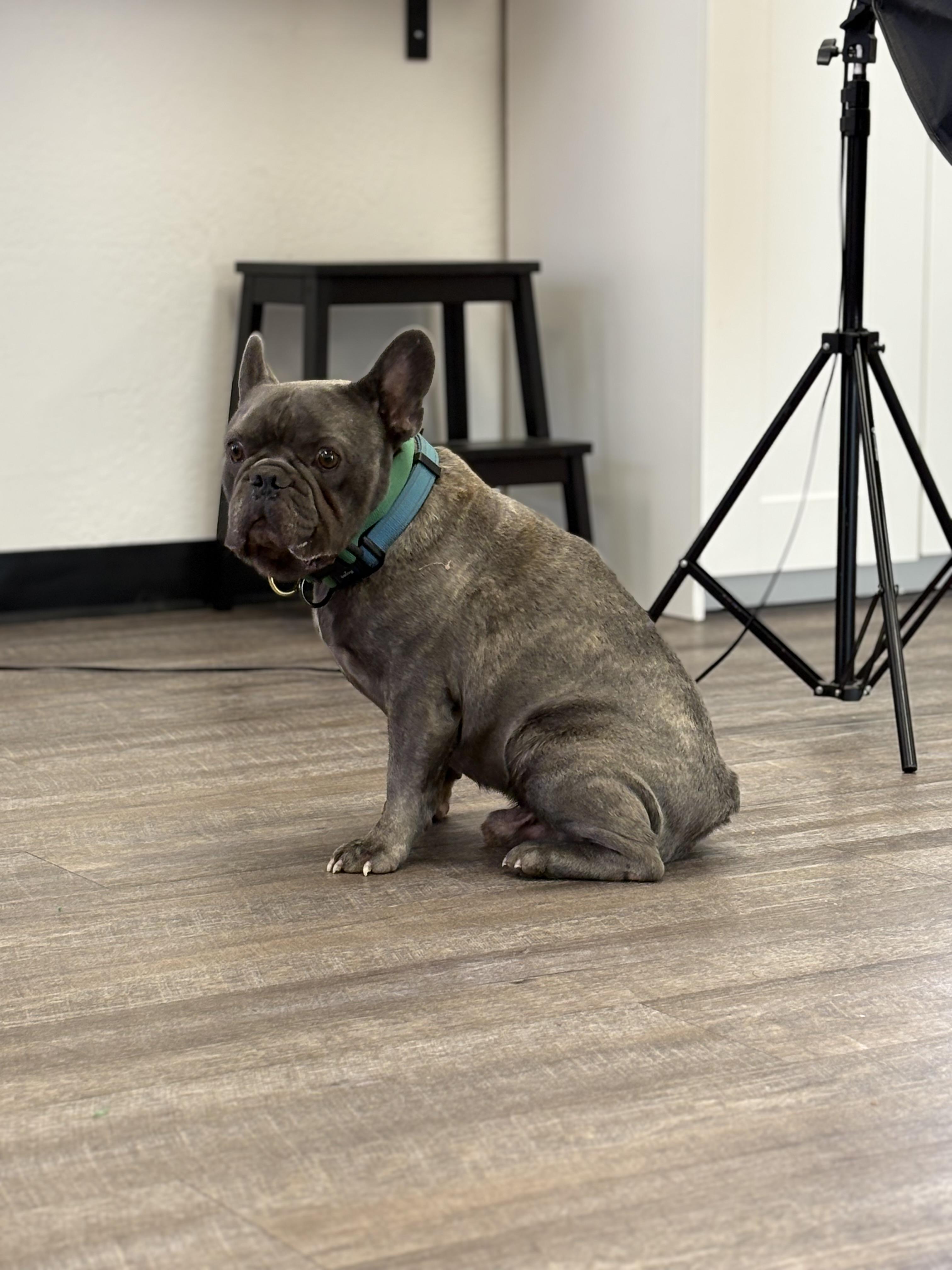 Enlarge Brownie, a Adoptable French Bulldog in Mesa, AZ image 2/6