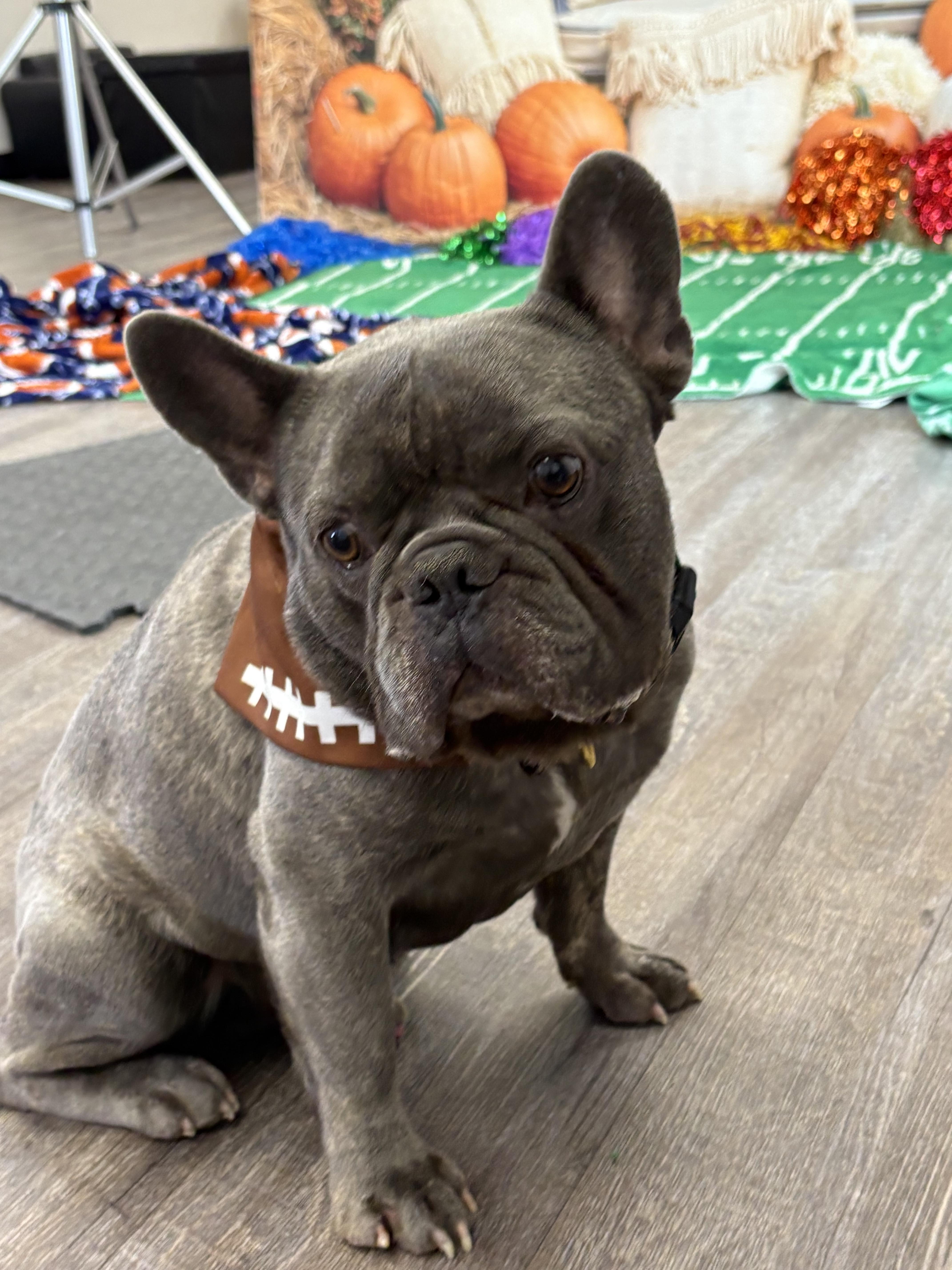 Enlarge Brownie, a Adoptable French Bulldog in Mesa, AZ image 3/6