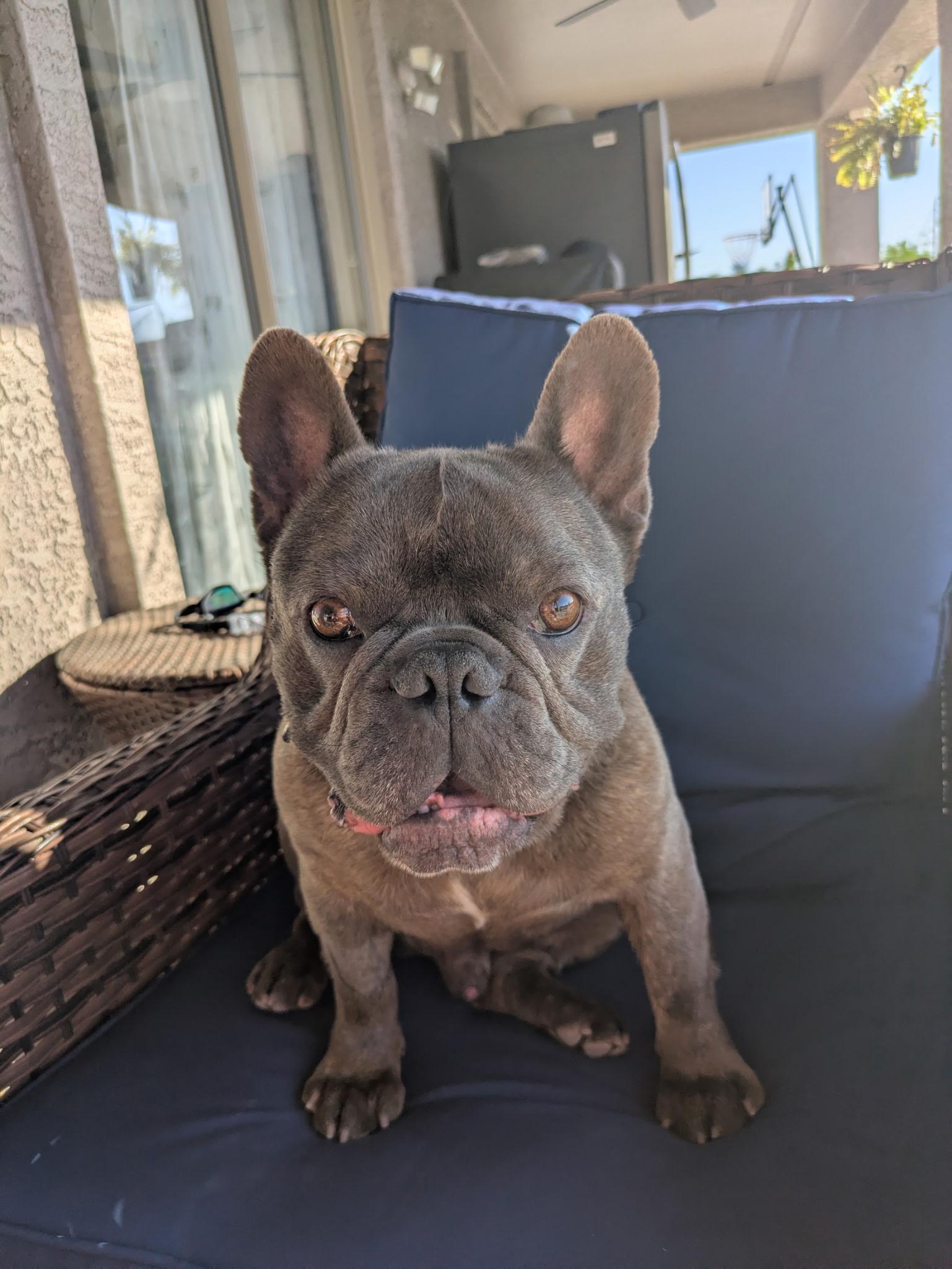 Enlarge Brownie, a Adoptable French Bulldog in Mesa, AZ image 4/6