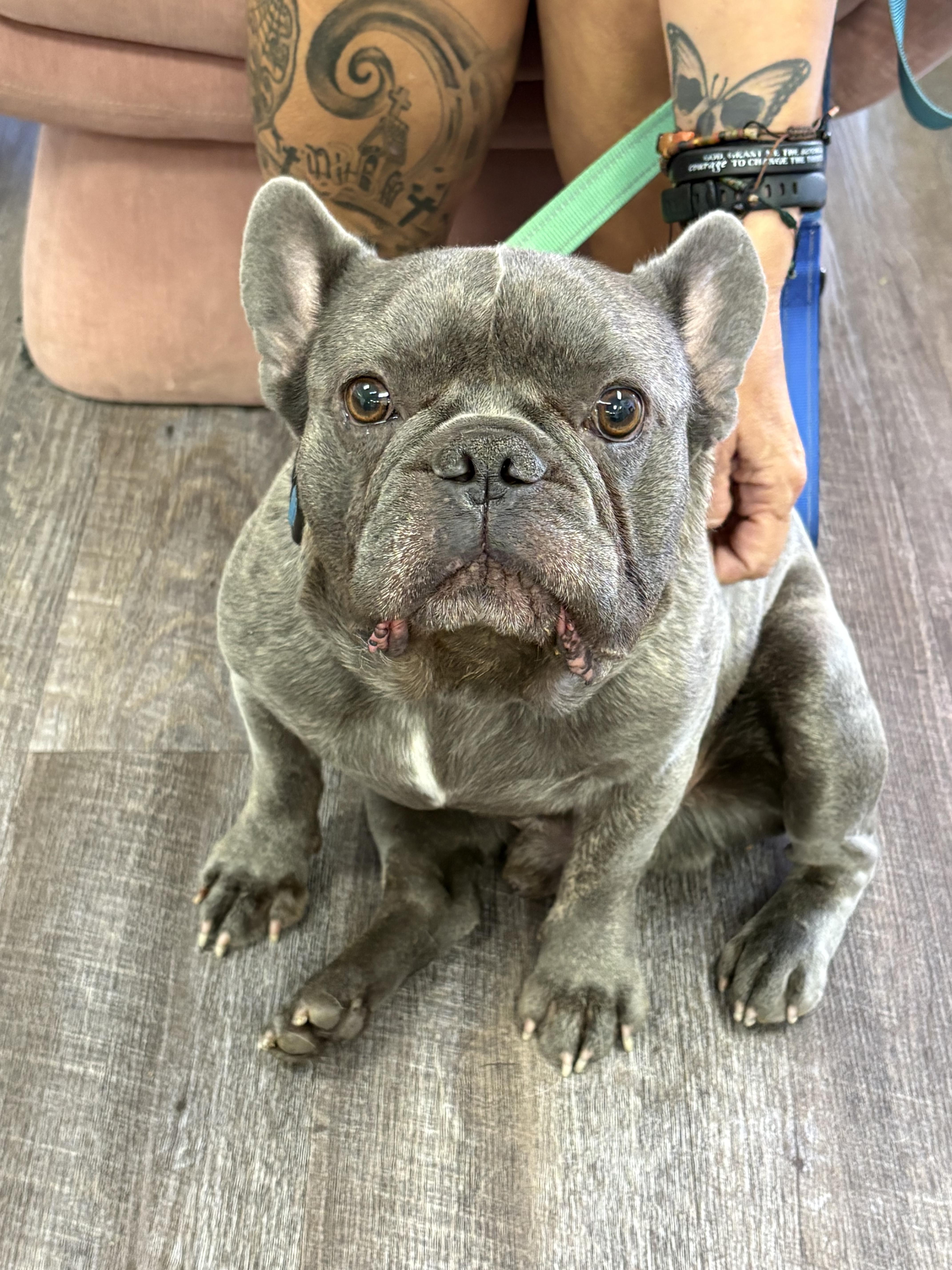 Enlarge Brownie, a Adoptable French Bulldog in Mesa, AZ image 5/6