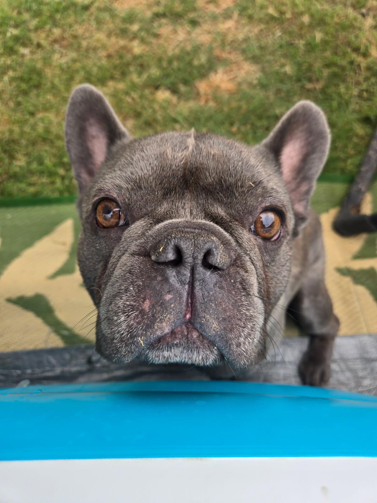 Enlarge Brownie, a Adoptable French Bulldog in Mesa, AZ image 6/6