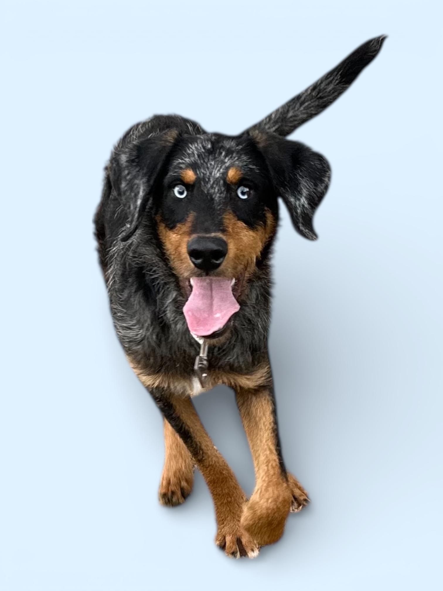 Shaggy, ADOPTABLE, Adult Male Mixed Breed.