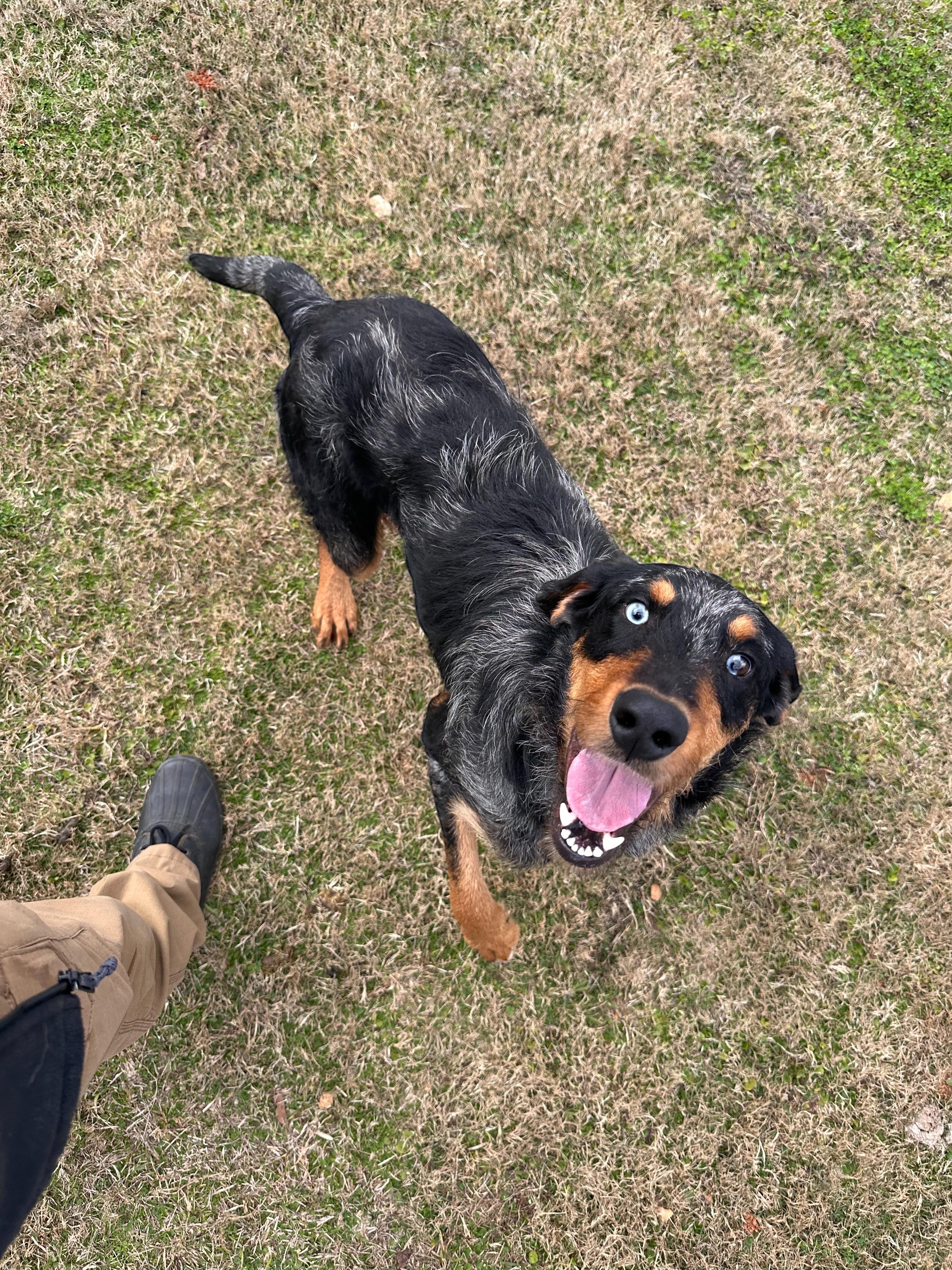 Enlarge Shaggy, a ADOPTABLE mixed breed in Troy, AL image 2/3