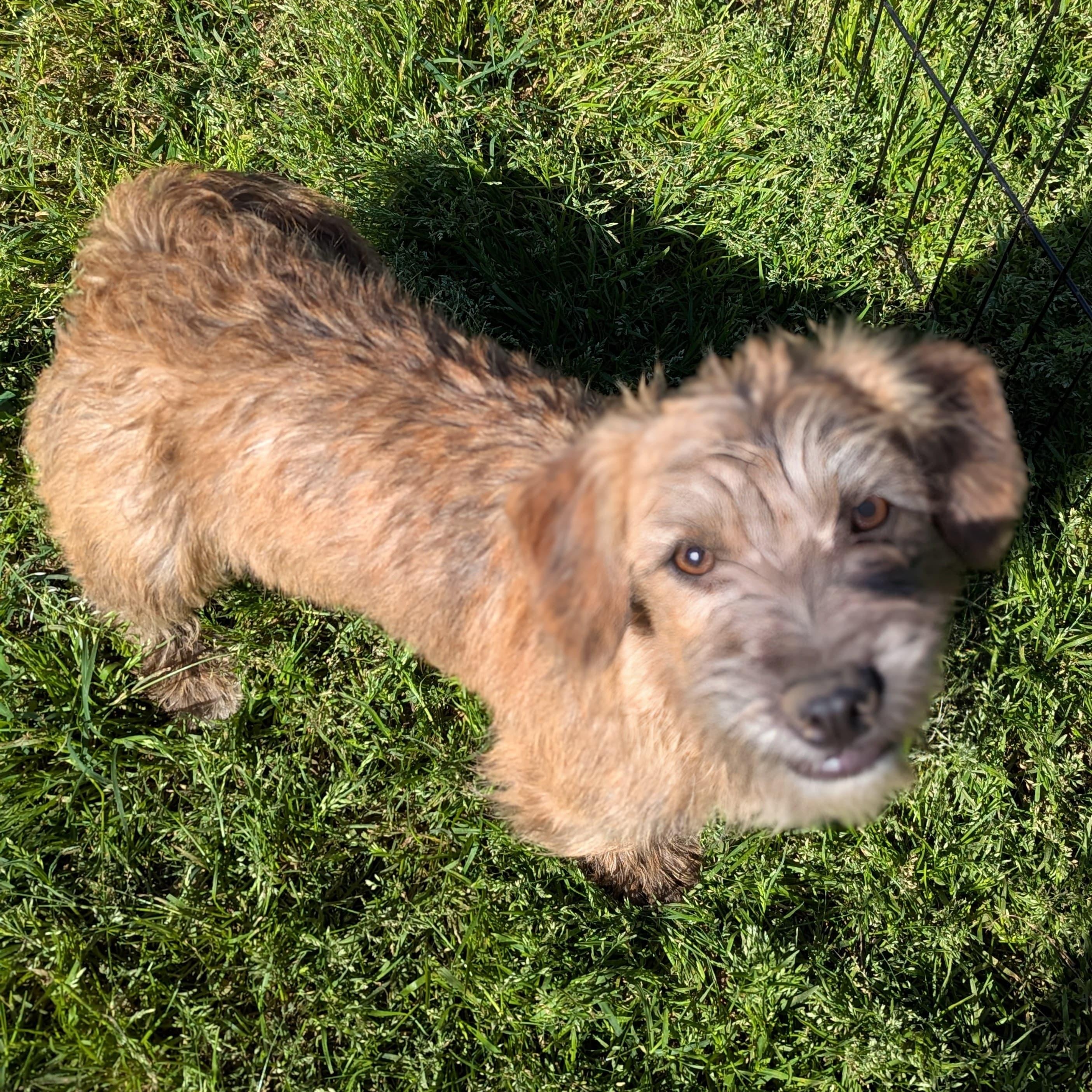 Enlarge Chorizo, an adopted mixed breed in San Jose, CA image 1/1