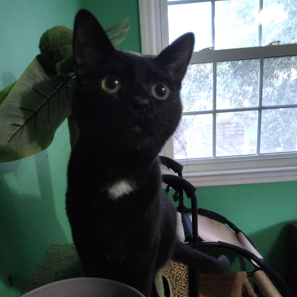 Enlarge Xaden, a Adoptable Domestic Short Hair in Wilmington, NC image 6/6