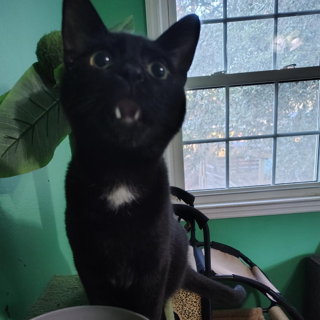 Enlarge Xaden, a Adoptable Domestic Short Hair in Wilmington, NC image 5/6