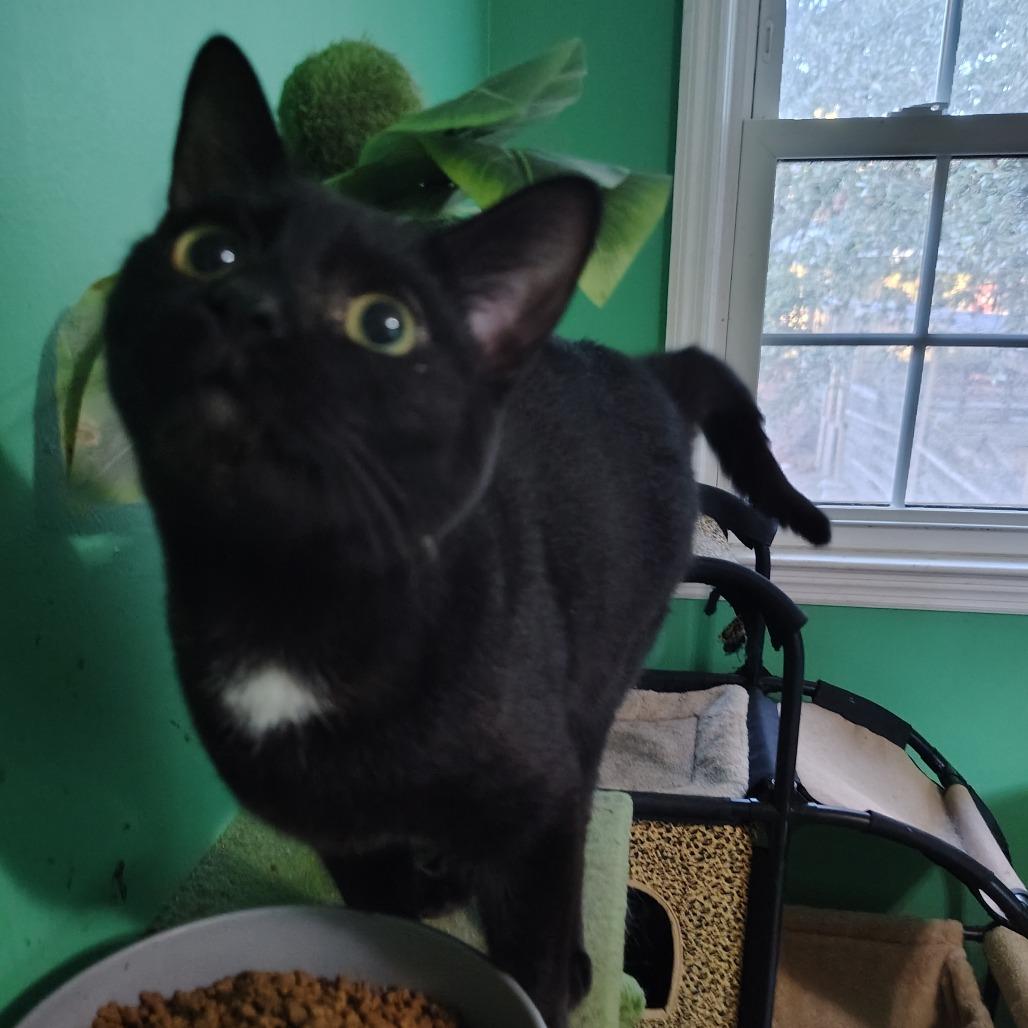 Enlarge Xaden, a Adoptable Domestic Short Hair in Wilmington, NC image 1/6