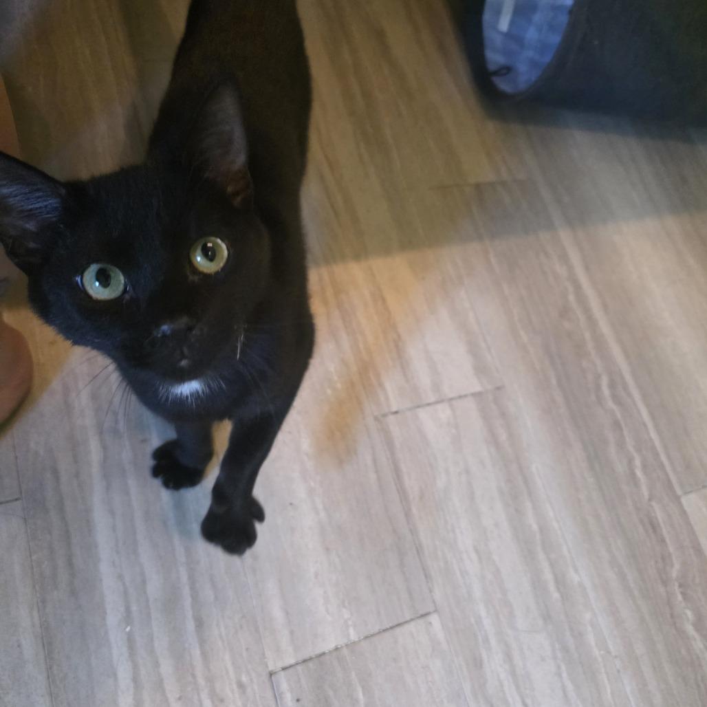 Enlarge Xaden, a Adoptable Domestic Short Hair in Wilmington, NC image 2/6