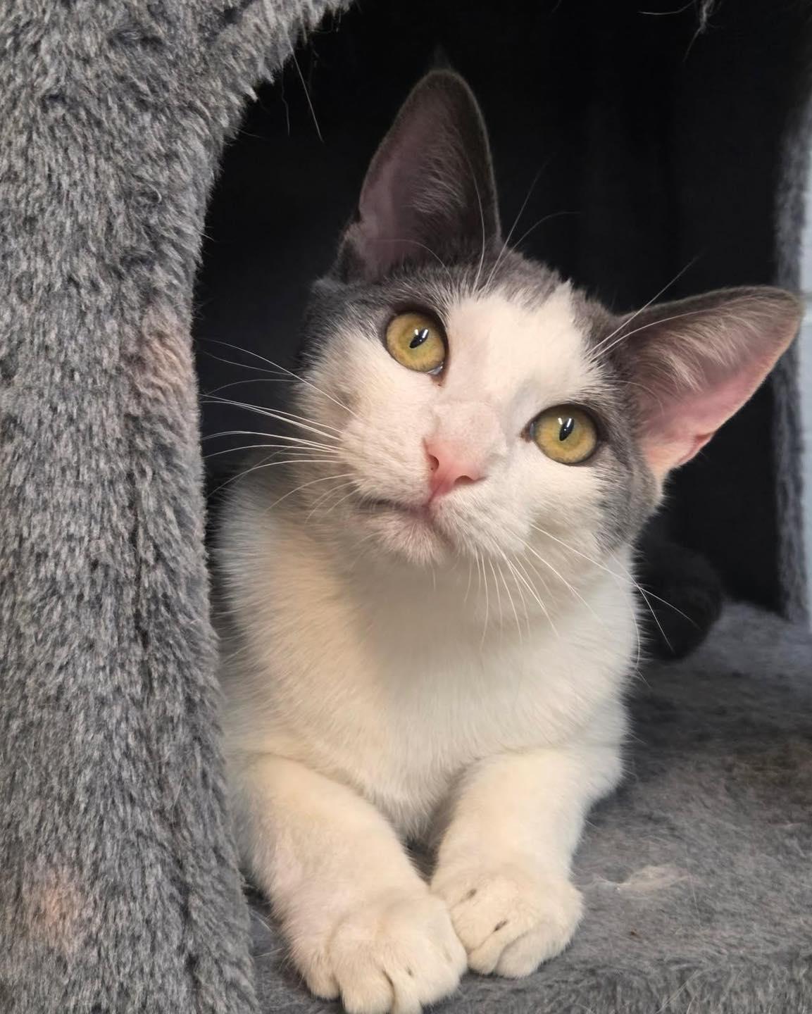 Phineas & Ferb, ADOPTABLE, Young Male Domestic Short Hair.
