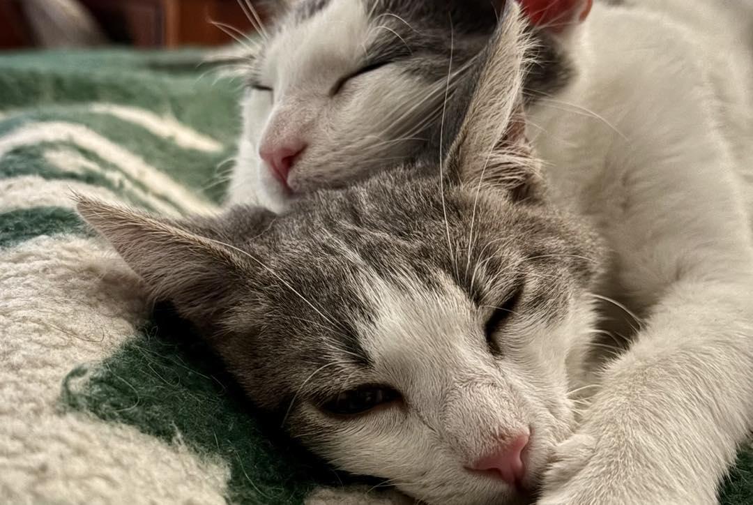 Enlarge Phineas & Ferb, a ADOPTABLE Domestic Short Hair in Bloomfield, NJ image 3/4