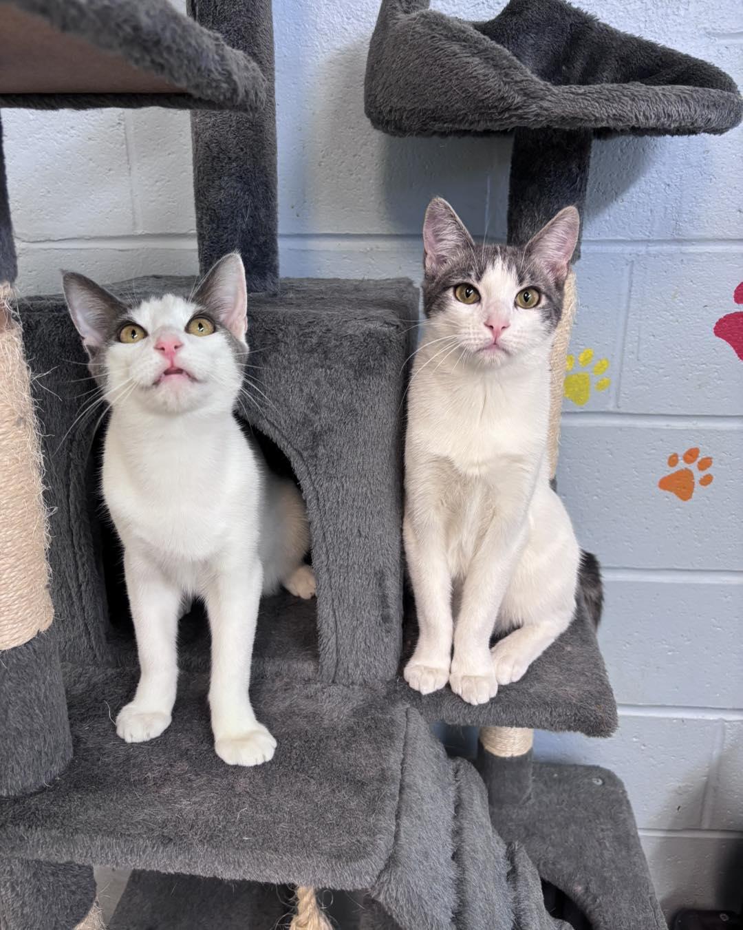 Phineas & Ferb, ADOPTABLE, Young Male Domestic Short Hair.