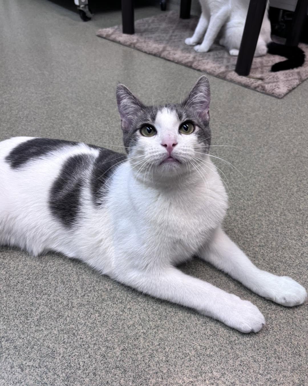 Phineas & Ferb, a ADOPTABLE Domestic Short Hair in Bloomfield, NJ image 5/6