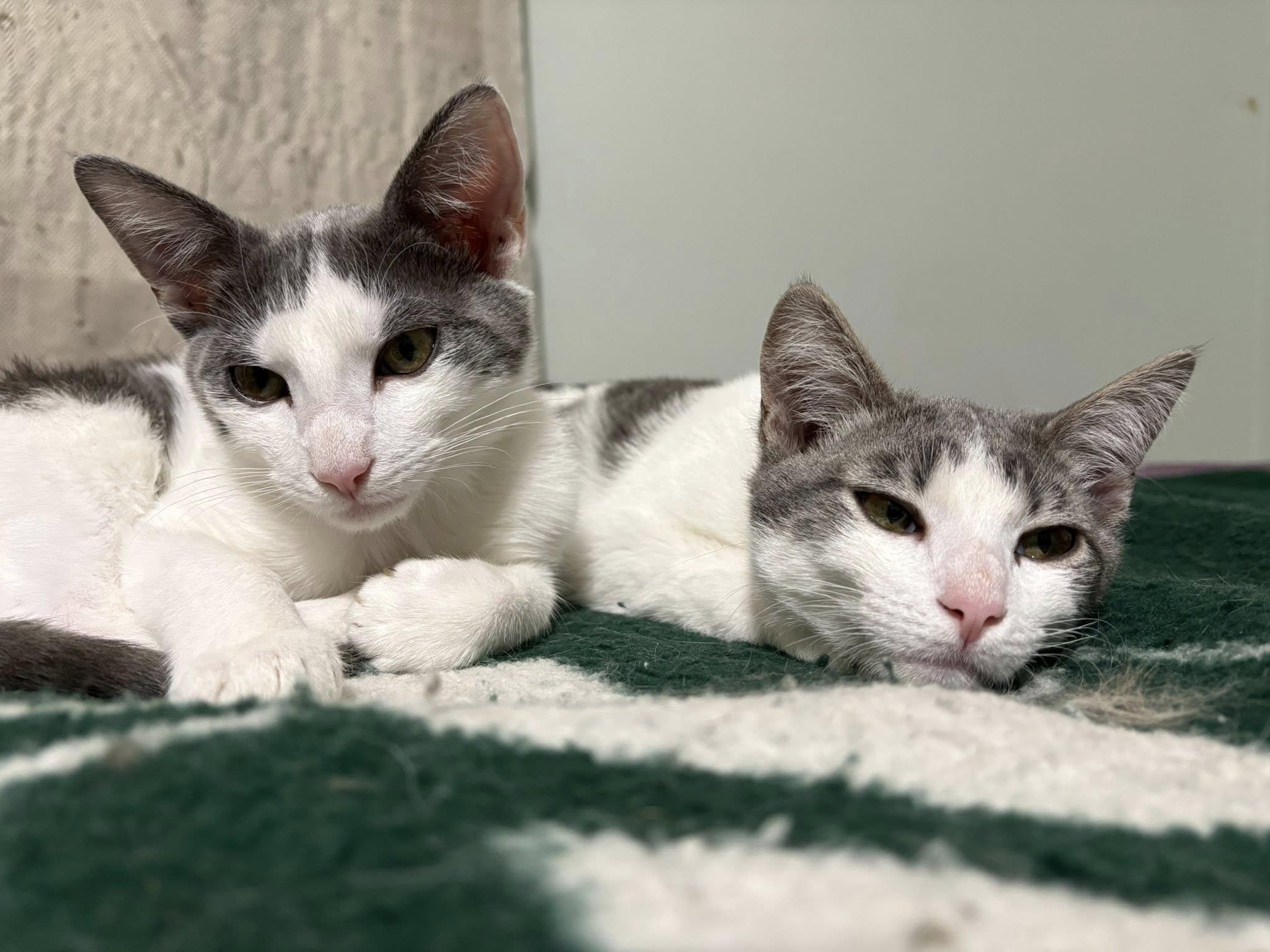 Enlarge Phineas & Ferb, a ADOPTABLE Domestic Short Hair in Bloomfield, NJ image 3/5