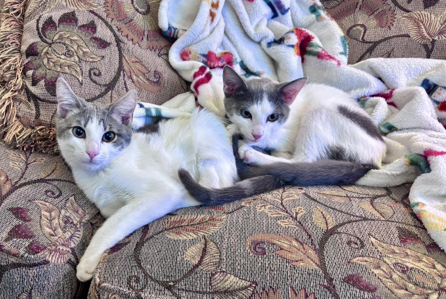 Enlarge Phineas & Ferb, a ADOPTABLE Domestic Short Hair in Bloomfield, NJ image 2/4