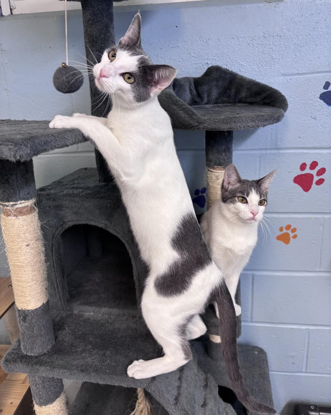 Enlarge Phineas & Ferb, a ADOPTABLE Domestic Short Hair in Bloomfield, NJ image 2/5