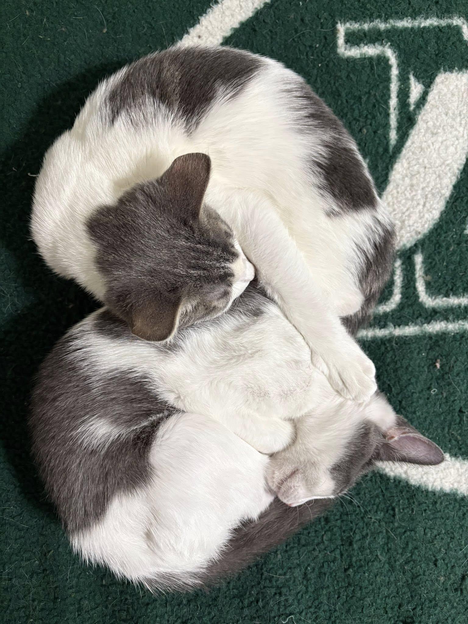 Phineas & Ferb, a ADOPTABLE Domestic Short Hair in Bloomfield, NJ image 6/6