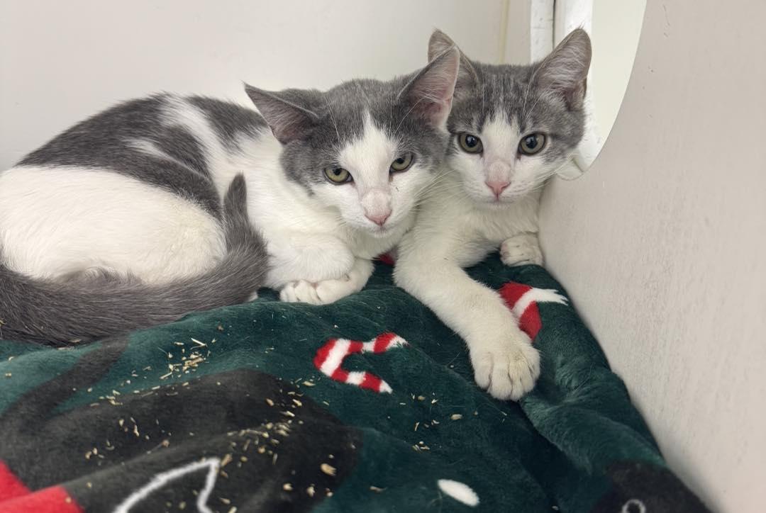 Enlarge Phineas & Ferb, a ADOPTABLE Domestic Short Hair in Bloomfield, NJ image 4/4