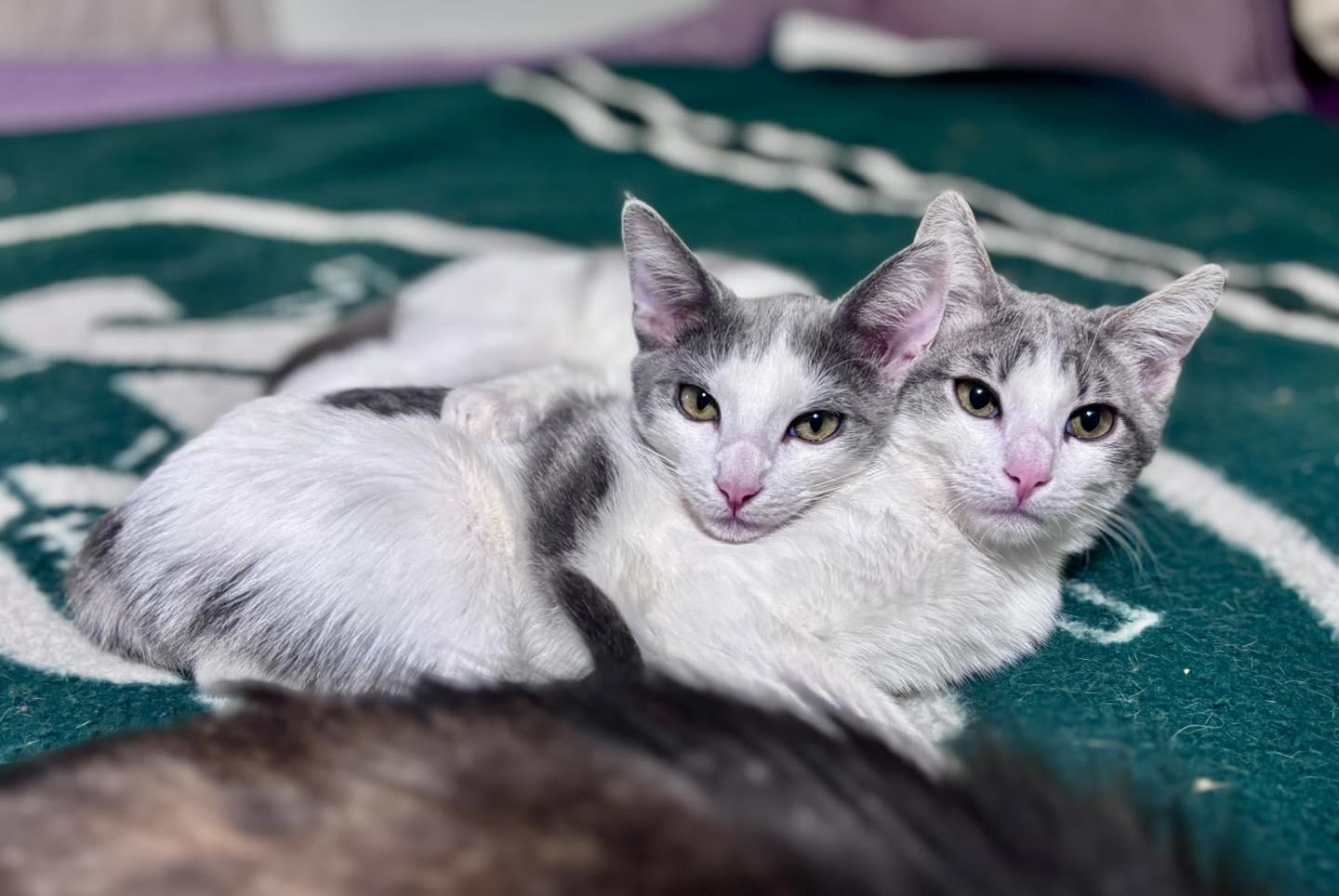 Enlarge Phineas & Ferb, a ADOPTABLE Domestic Short Hair in Bloomfield, NJ image 1/4