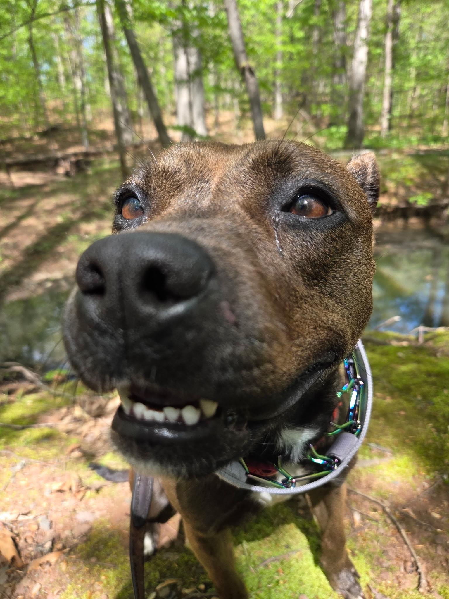 Enlarge Nutmeg, a Adoptable mixed breed in Westminster, MD image 4/5