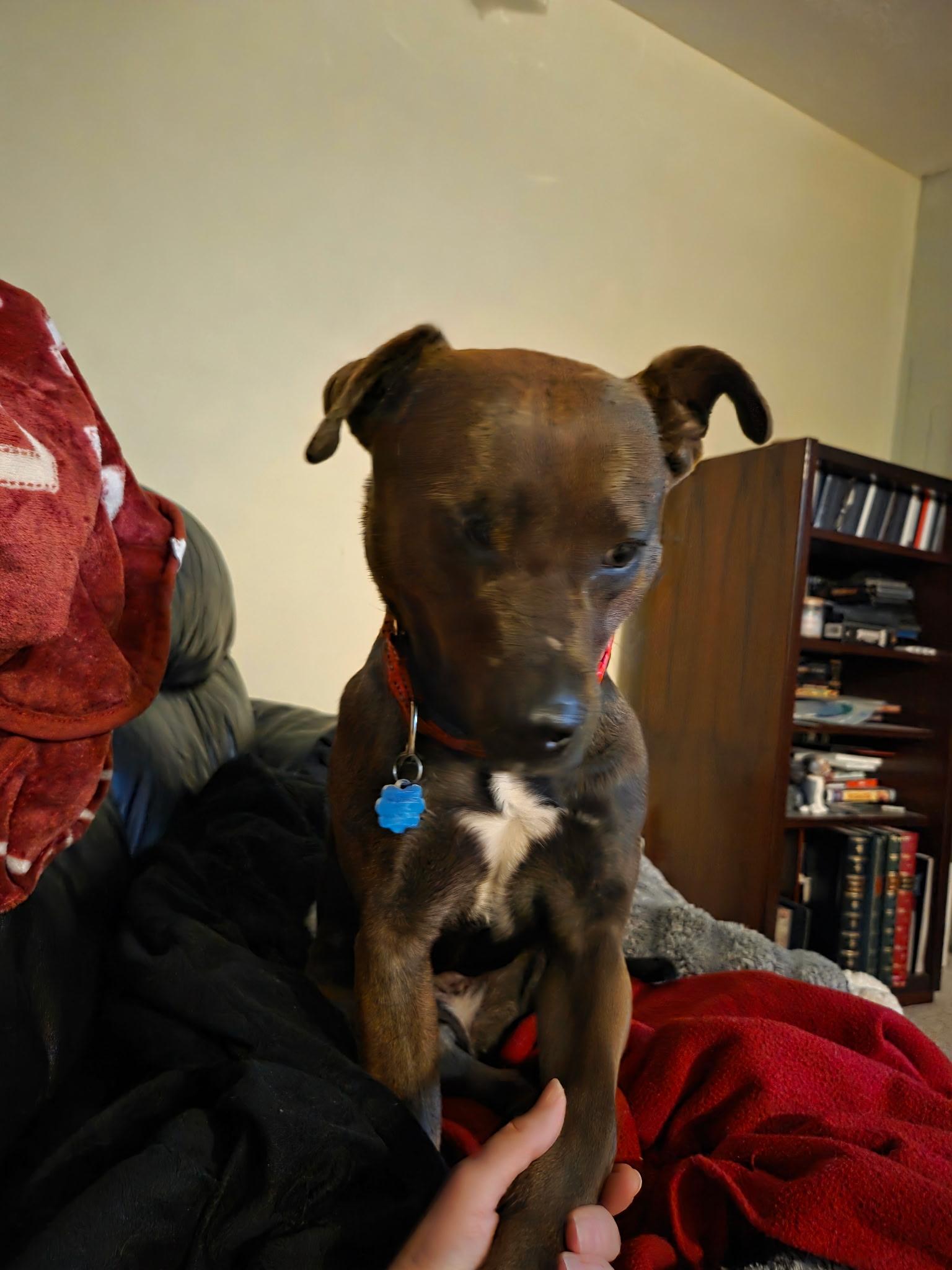 Enlarge Nutmeg, a Adoptable mixed breed in Westminster, MD image 3/5
