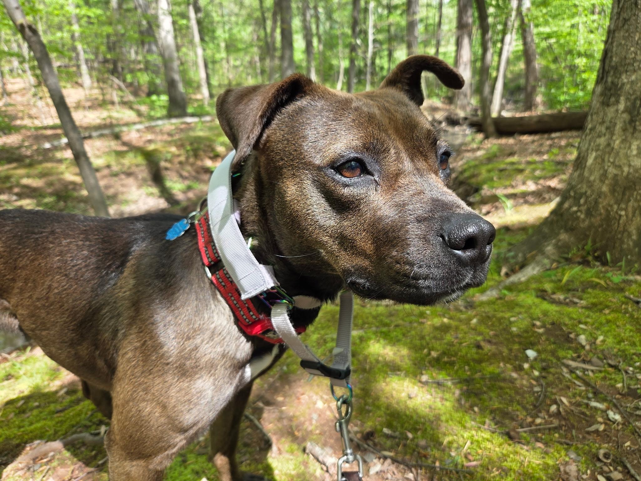 Nutmeg, Adoptable, Young Female Pit Bull Terrier.