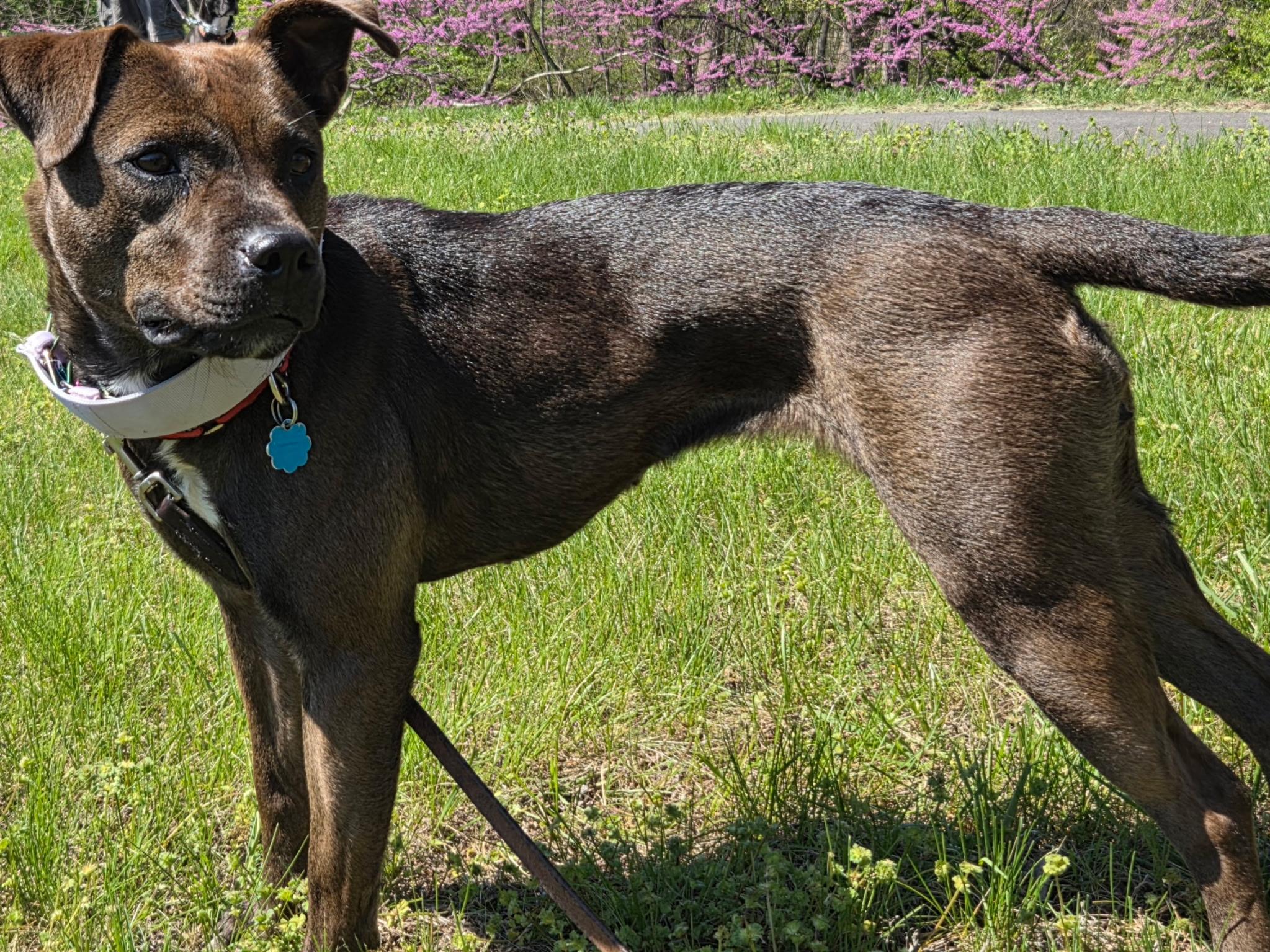 Enlarge Nutmeg, a Adoptable mixed breed in Westminster, MD image 2/5