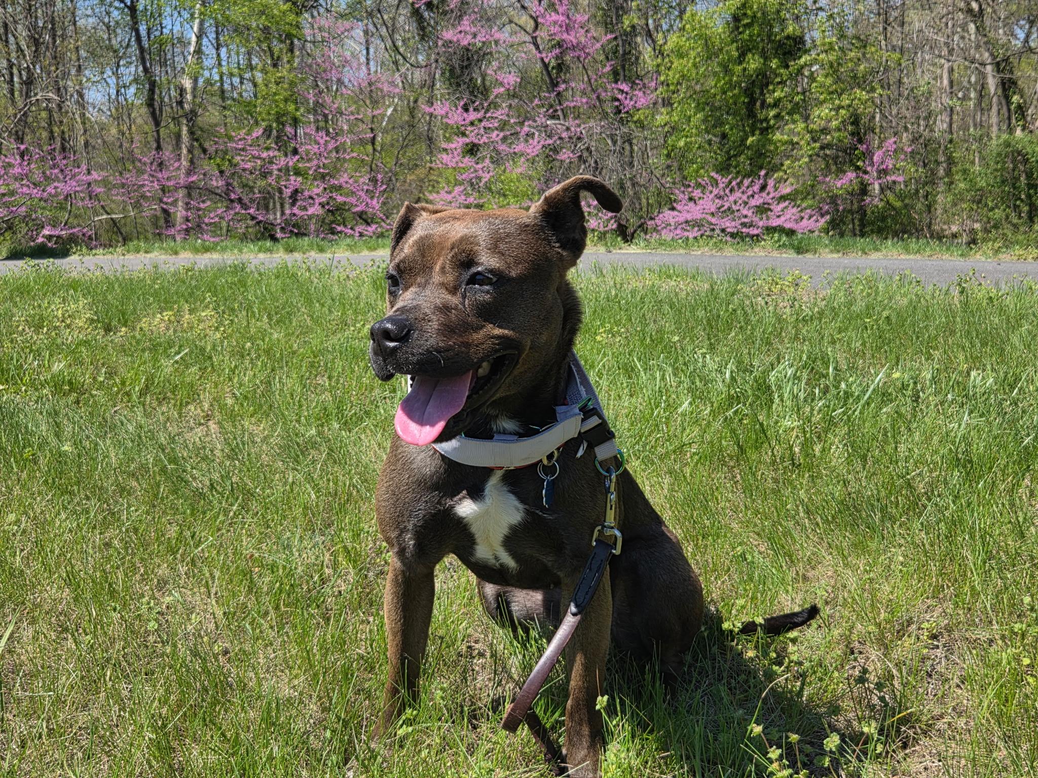 Enlarge Nutmeg, a Adoptable mixed breed in Westminster, MD image 5/5