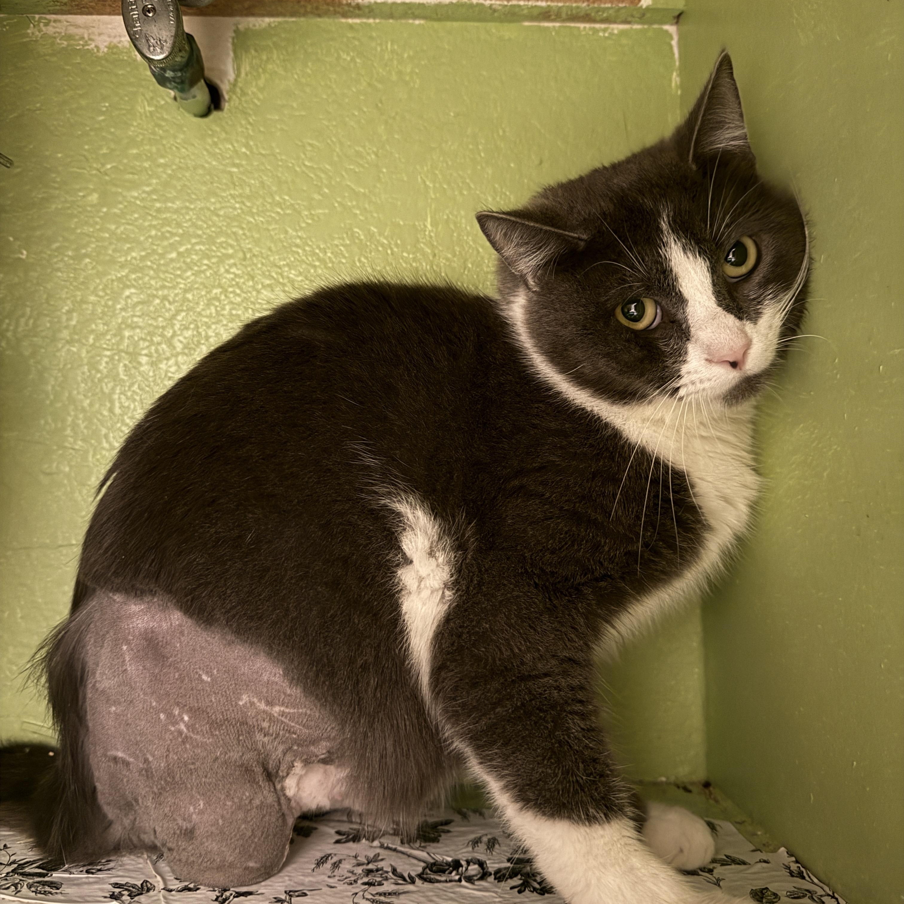 Enlarge Ozzy, a ADOPTABLE Domestic Short Hair in Oceanside, CA image 2/4