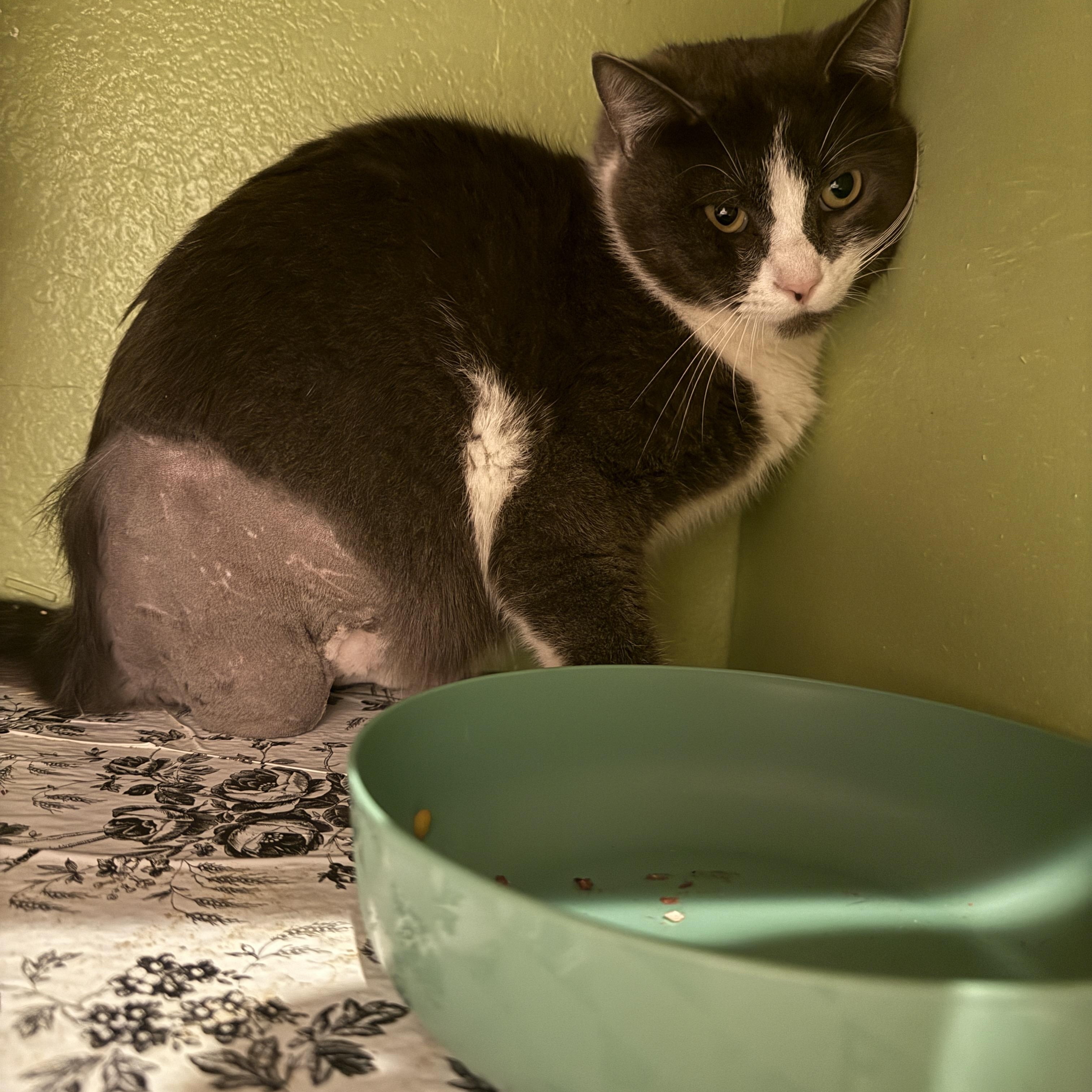 Enlarge Ozzy, a ADOPTABLE Domestic Short Hair in Oceanside, CA image 4/4