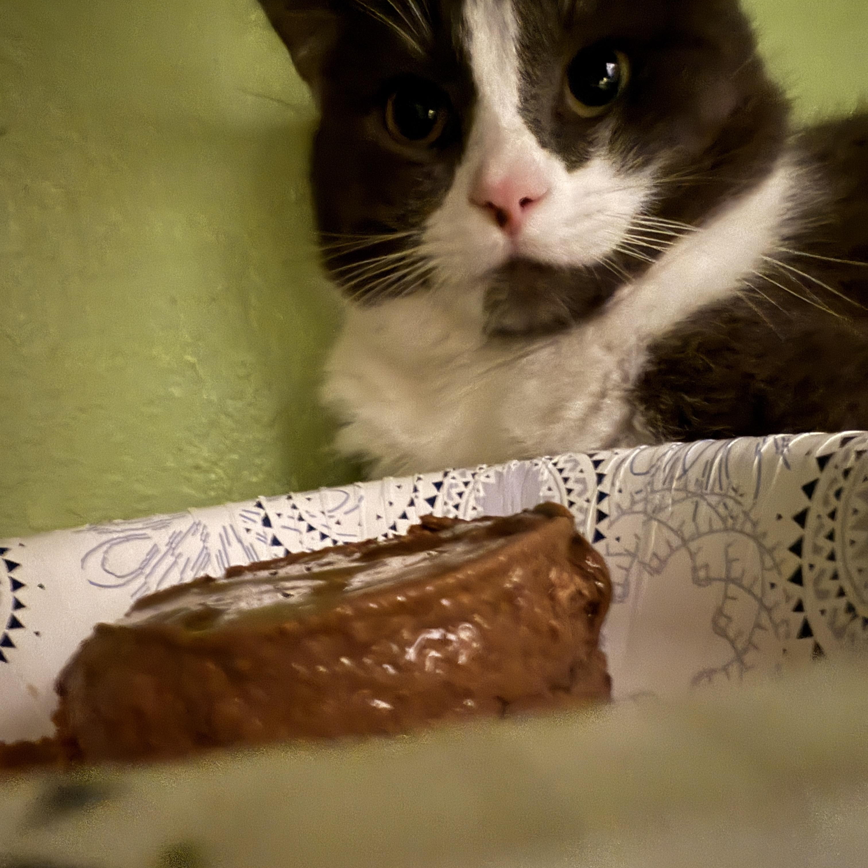 Enlarge Ozzy, a ADOPTABLE Domestic Short Hair in Oceanside, CA image 3/4