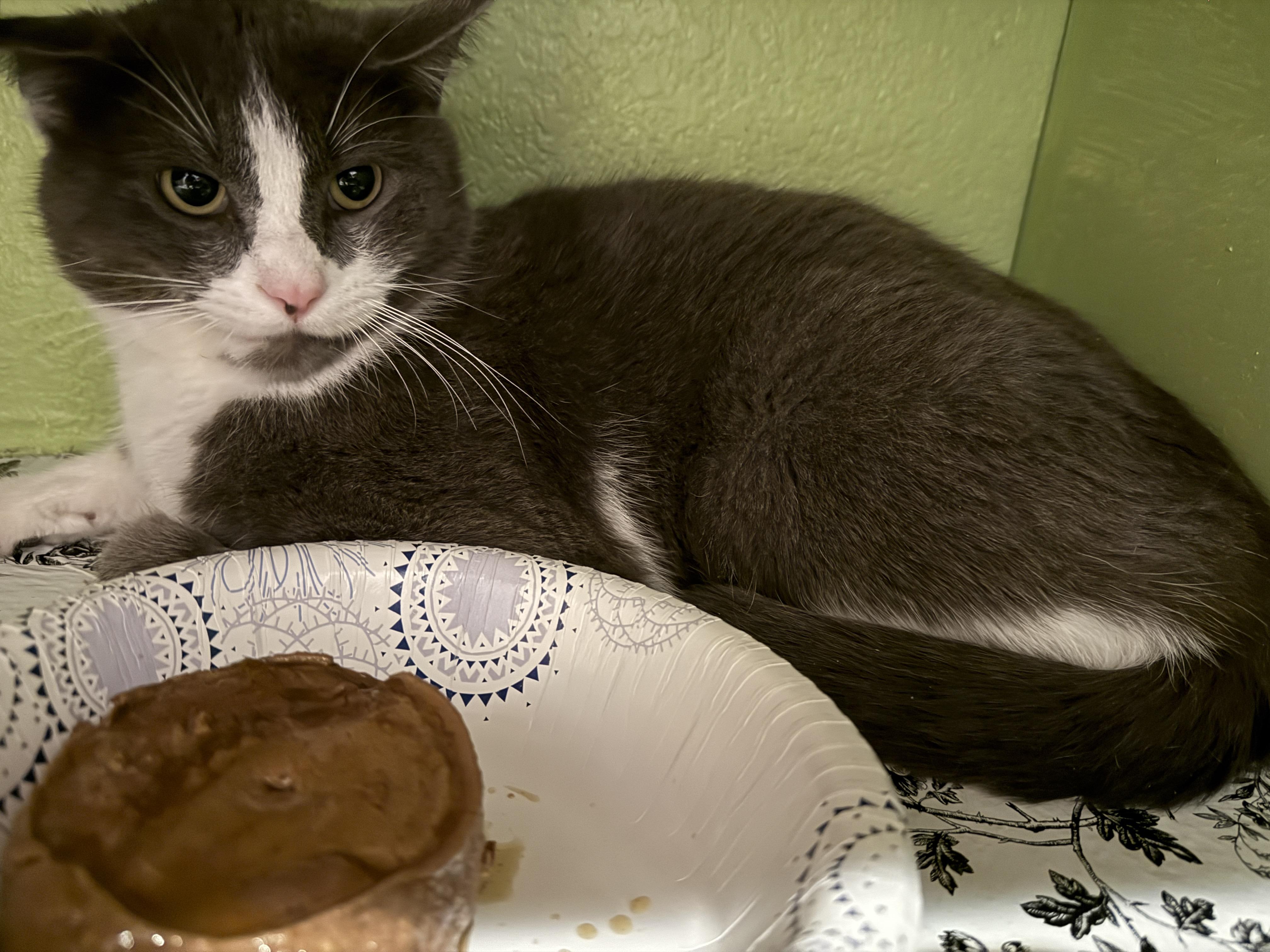 Ozzy, ADOPTABLE, Adult Male Domestic Short Hair.