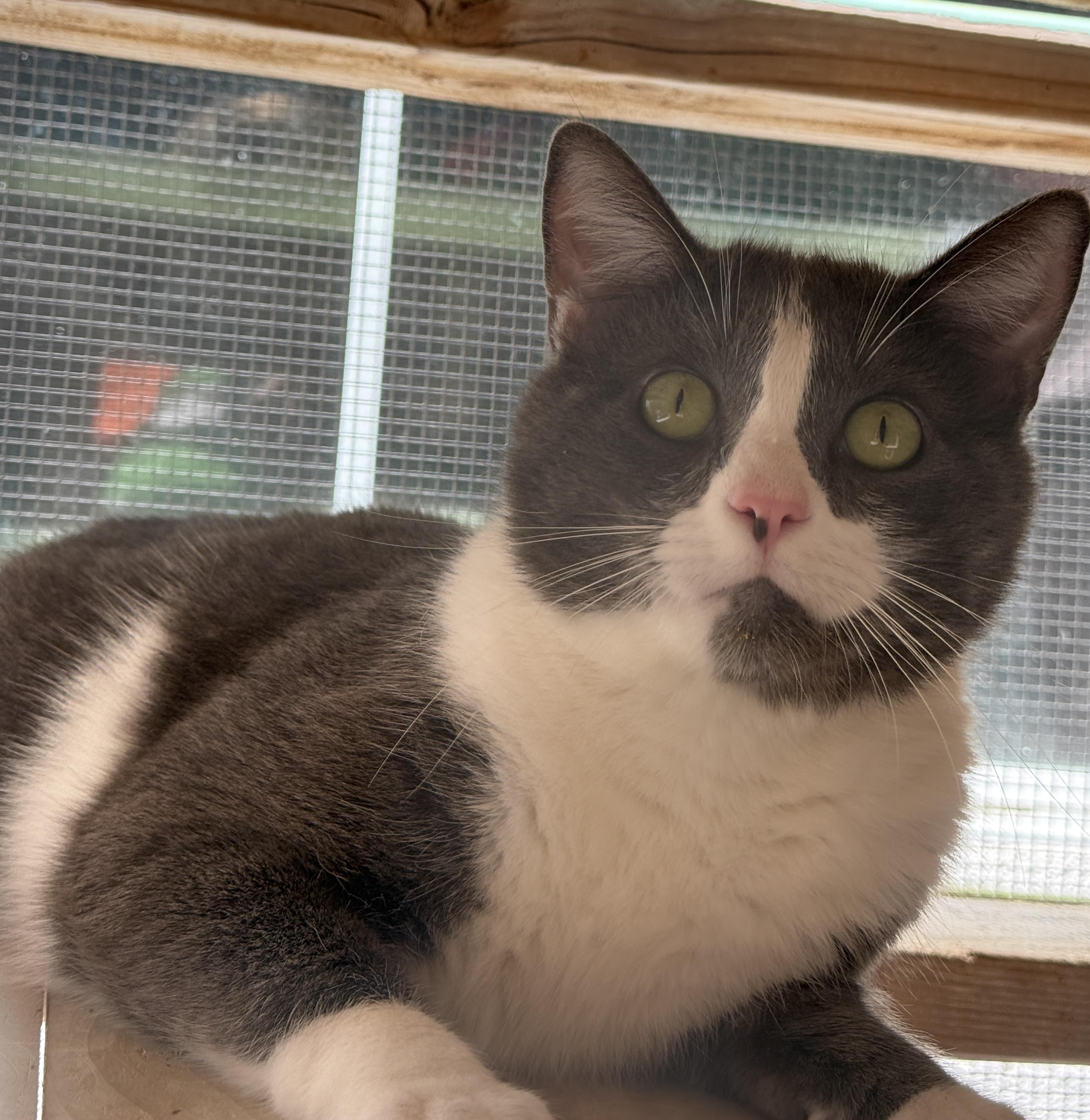 Ozzy, ADOPTABLE, Adult Male Domestic Short Hair.