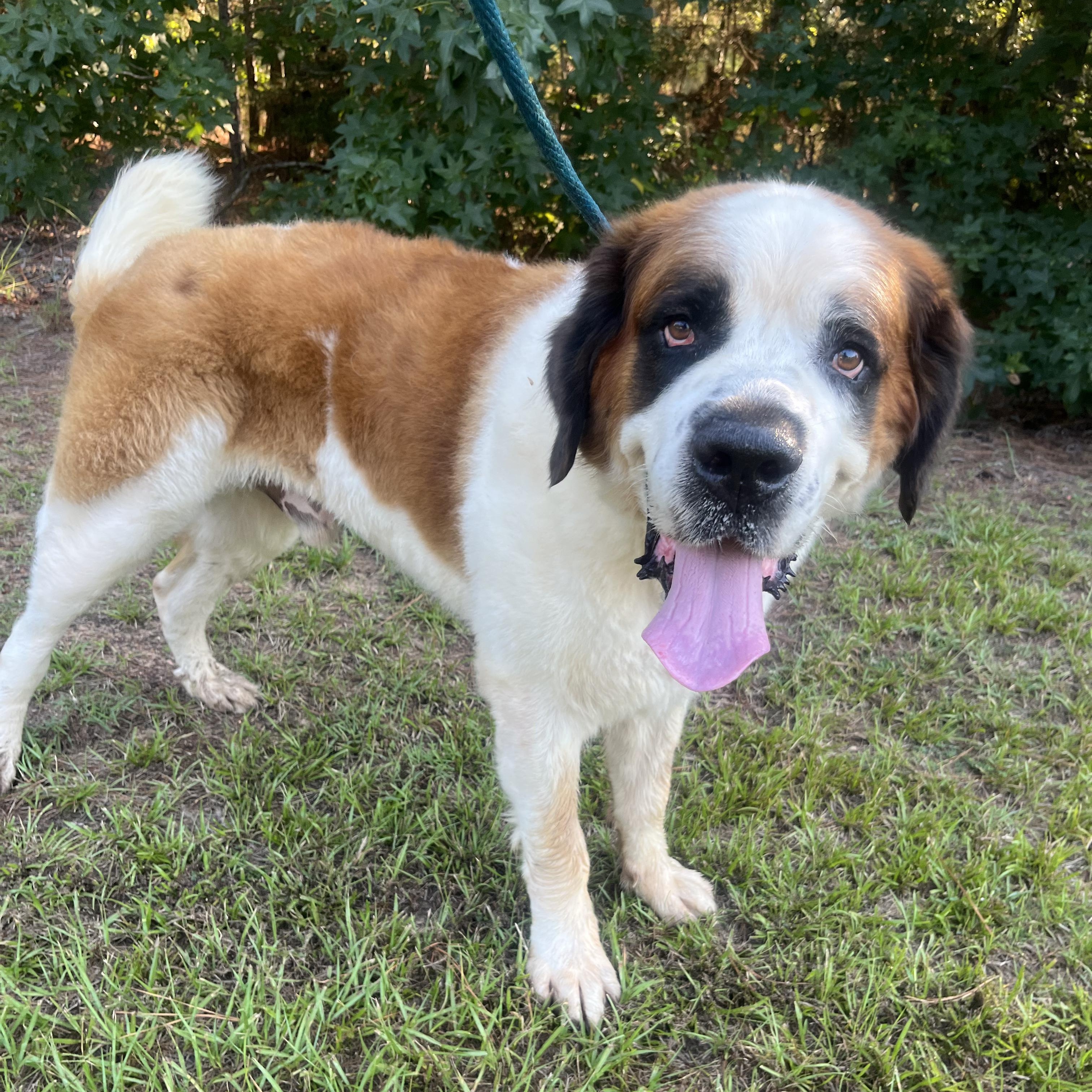 Beethoven, a Adoptable Saint Bernard in Willis, TX image 1/6