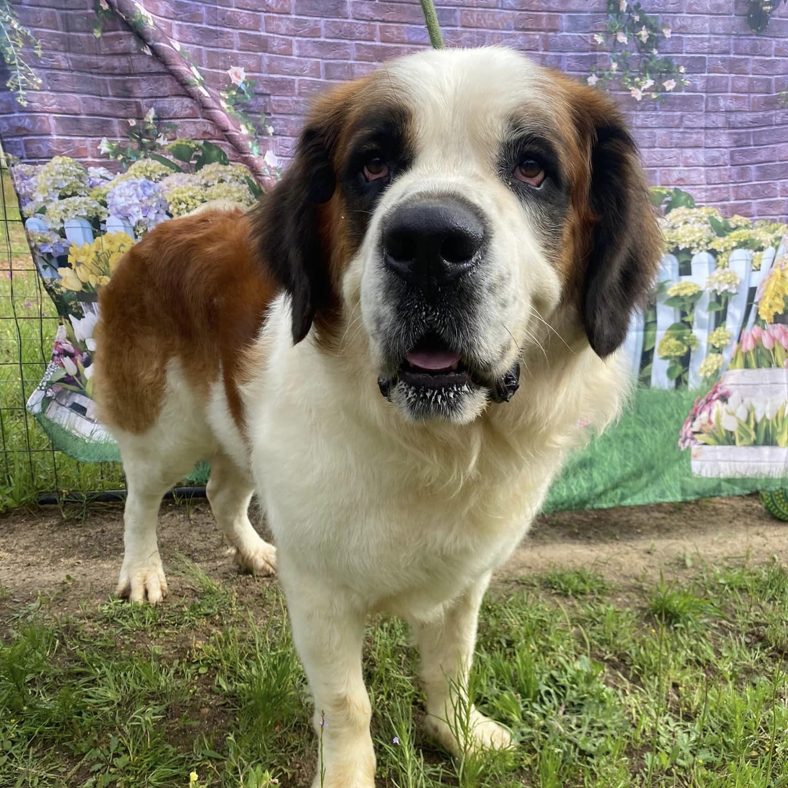 Beethoven, a Adoptable Saint Bernard in Willis, TX image 3/6